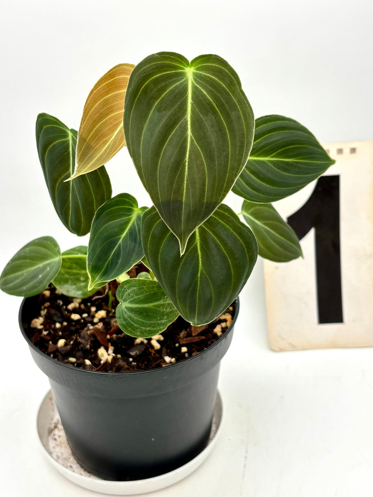Grüner Philodendron Melanochrysum von Exotic-Flowers mit großen, dunkelgrünen Blättern und auffälliger Blattzeichnung.