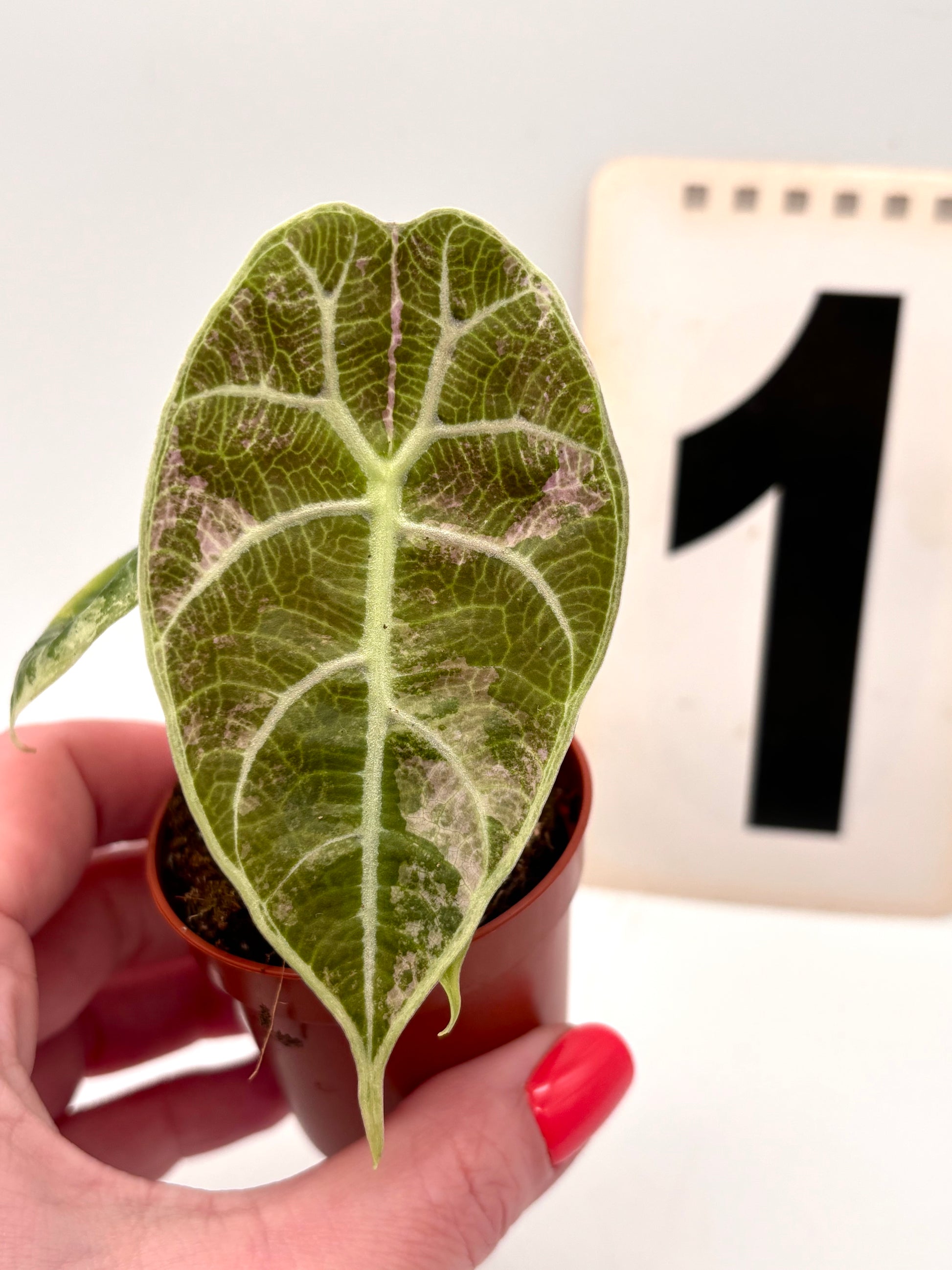Alocasia Watsoniana Doff Variegata