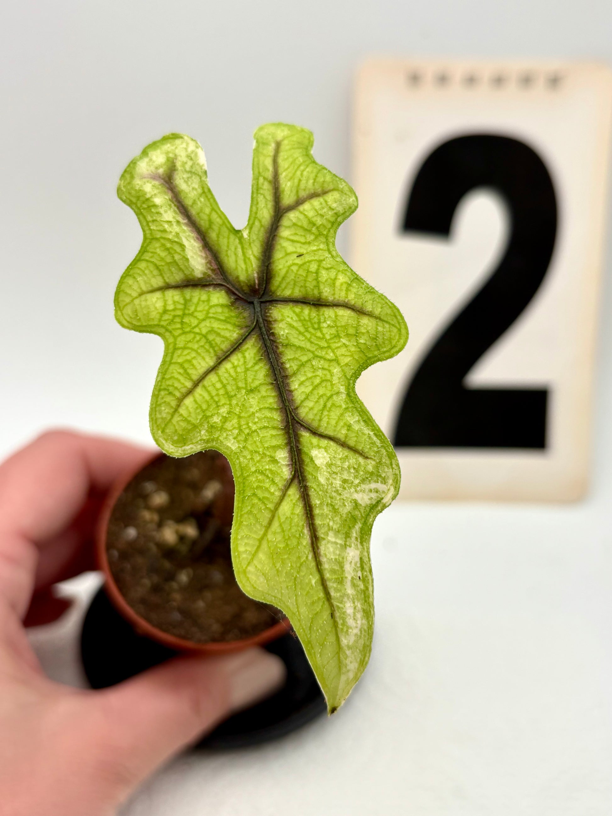 Alocasia Jacklyn Variegata