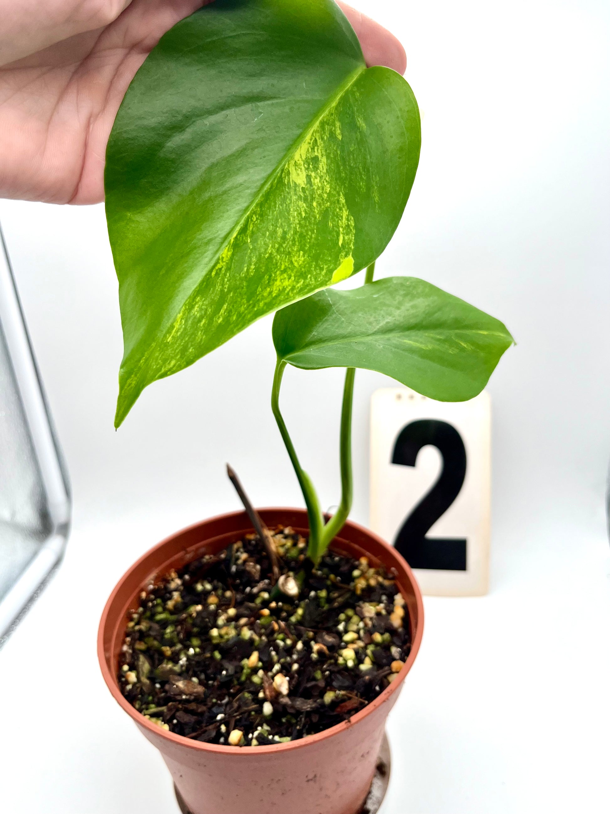 Monstera Aurea Variegata