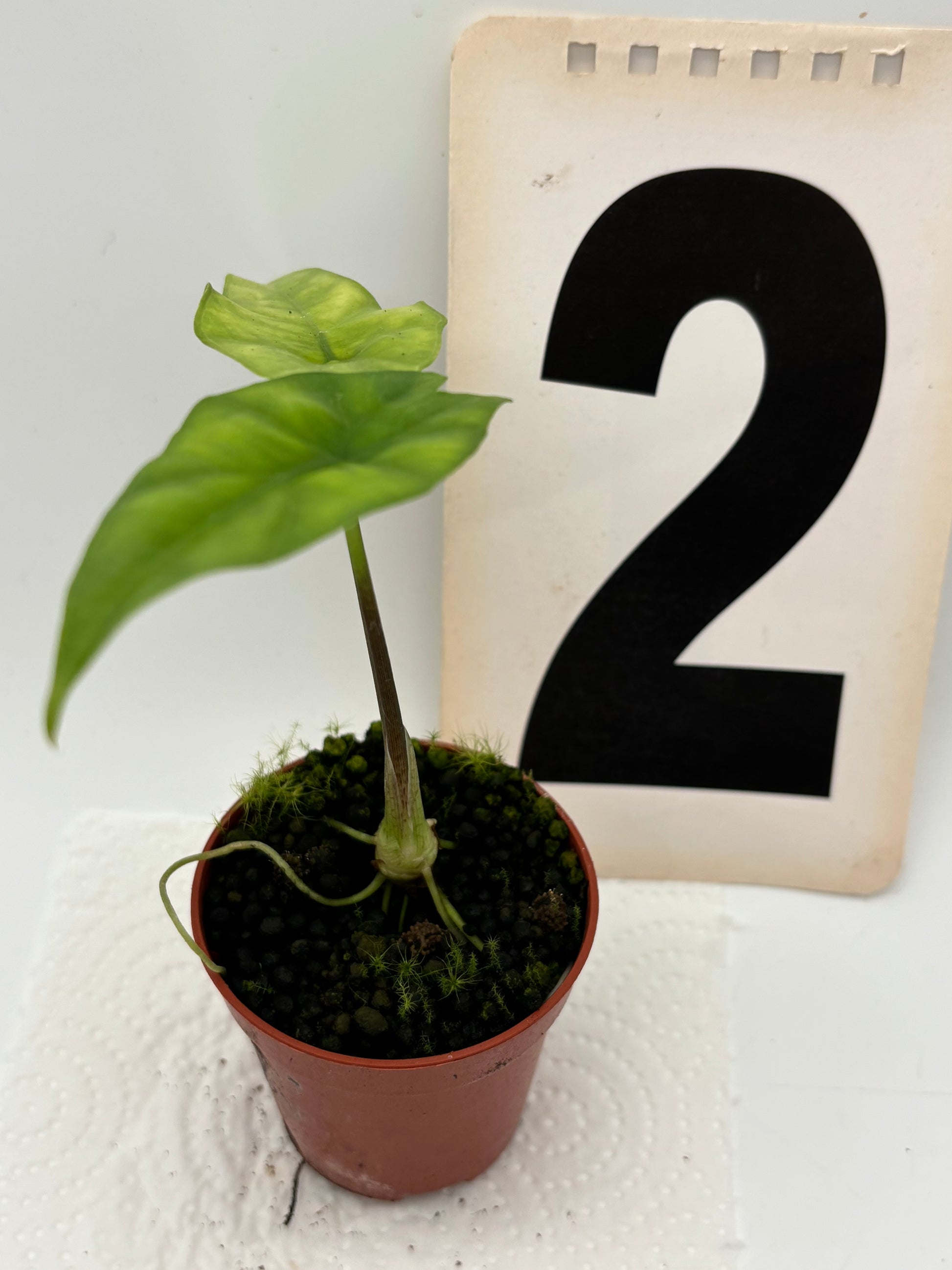 Alocasia Simpo - Exotic-Flowers