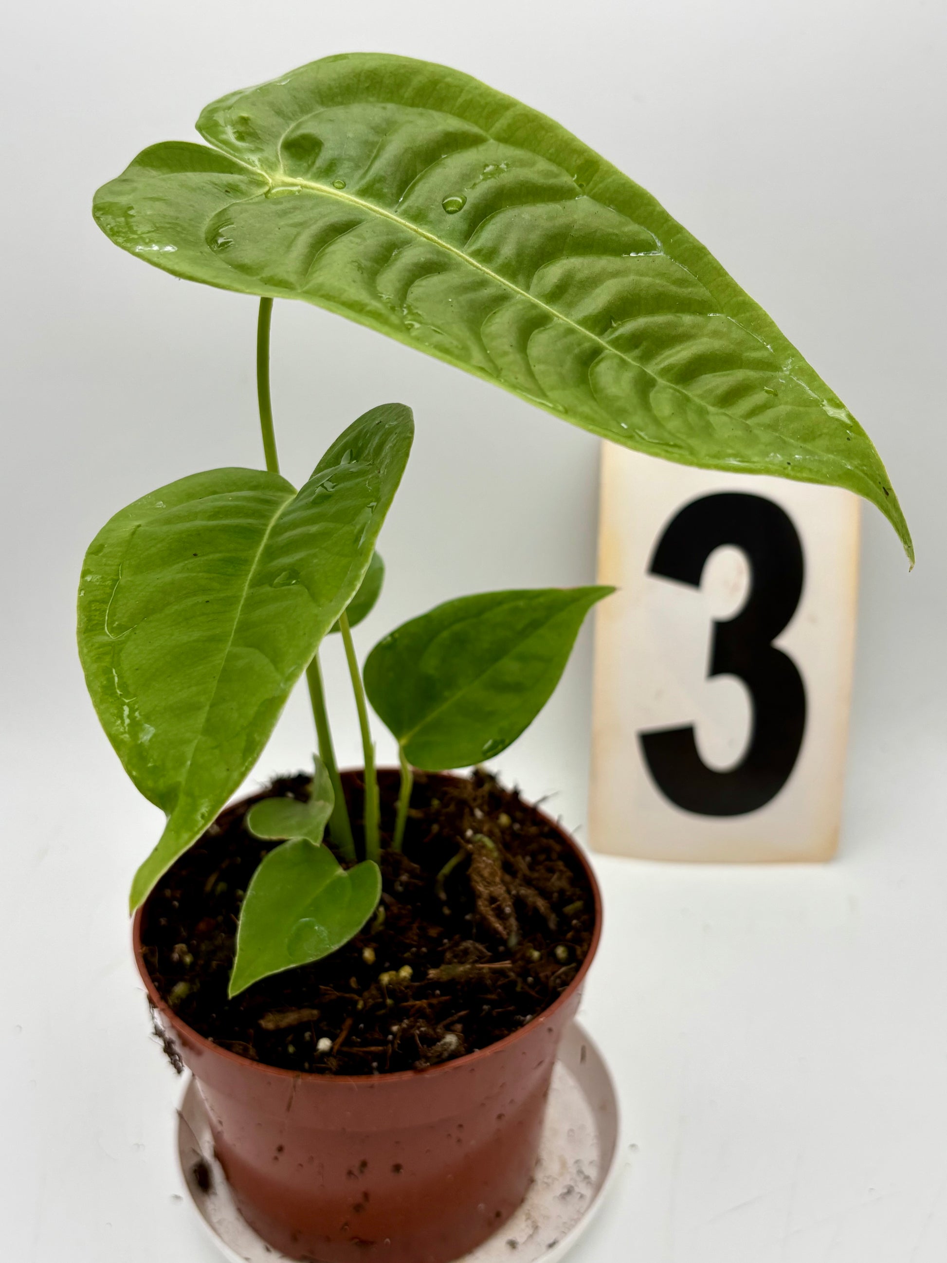 Anthurium Veitchii - Exotic-Flowers