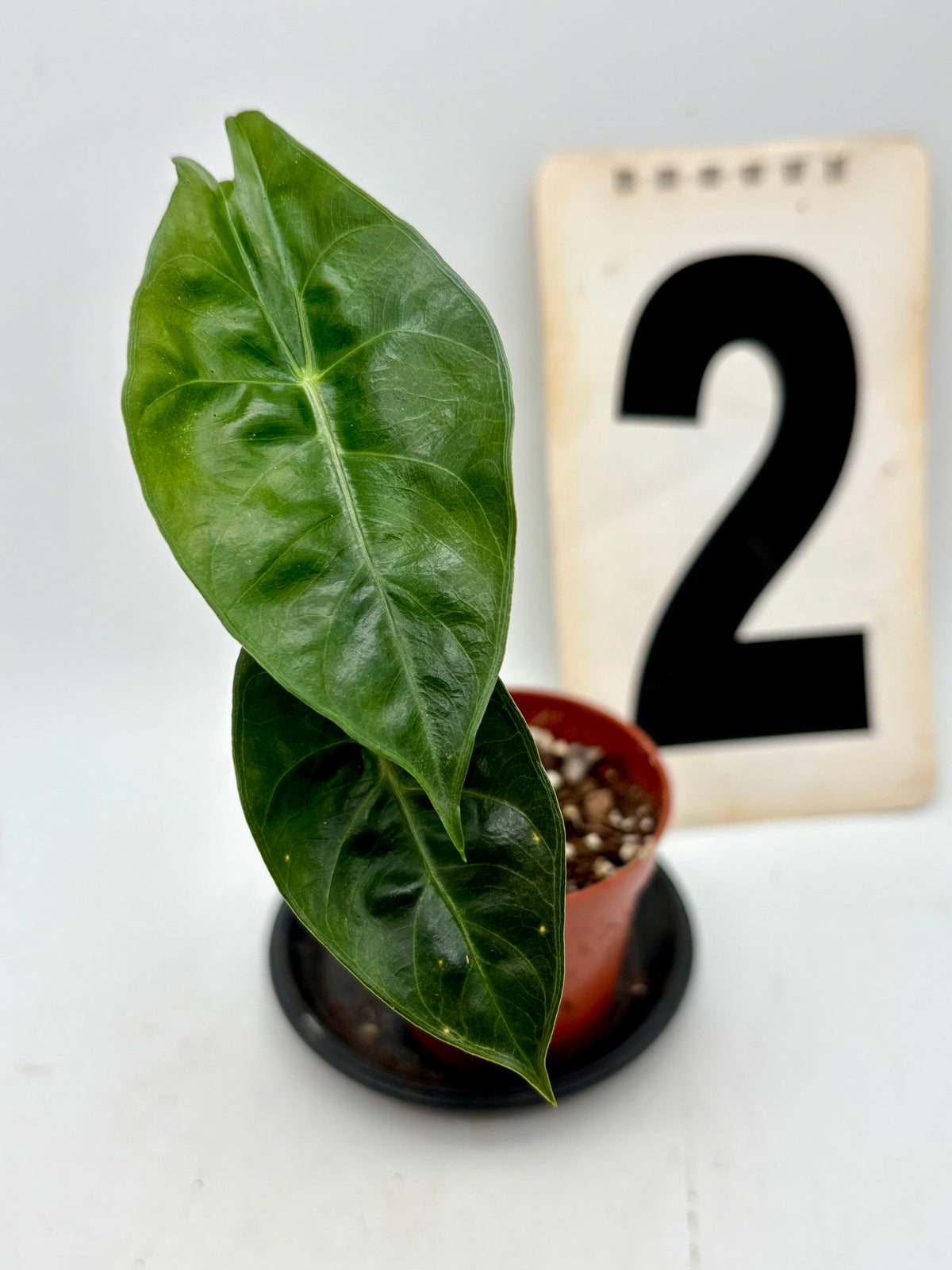 Große Alocasia Morocco Pflanze von Exotic-Flowers mit grünen Blättern und auffälligen weißen Venen, Nahaufnahme der Blätter