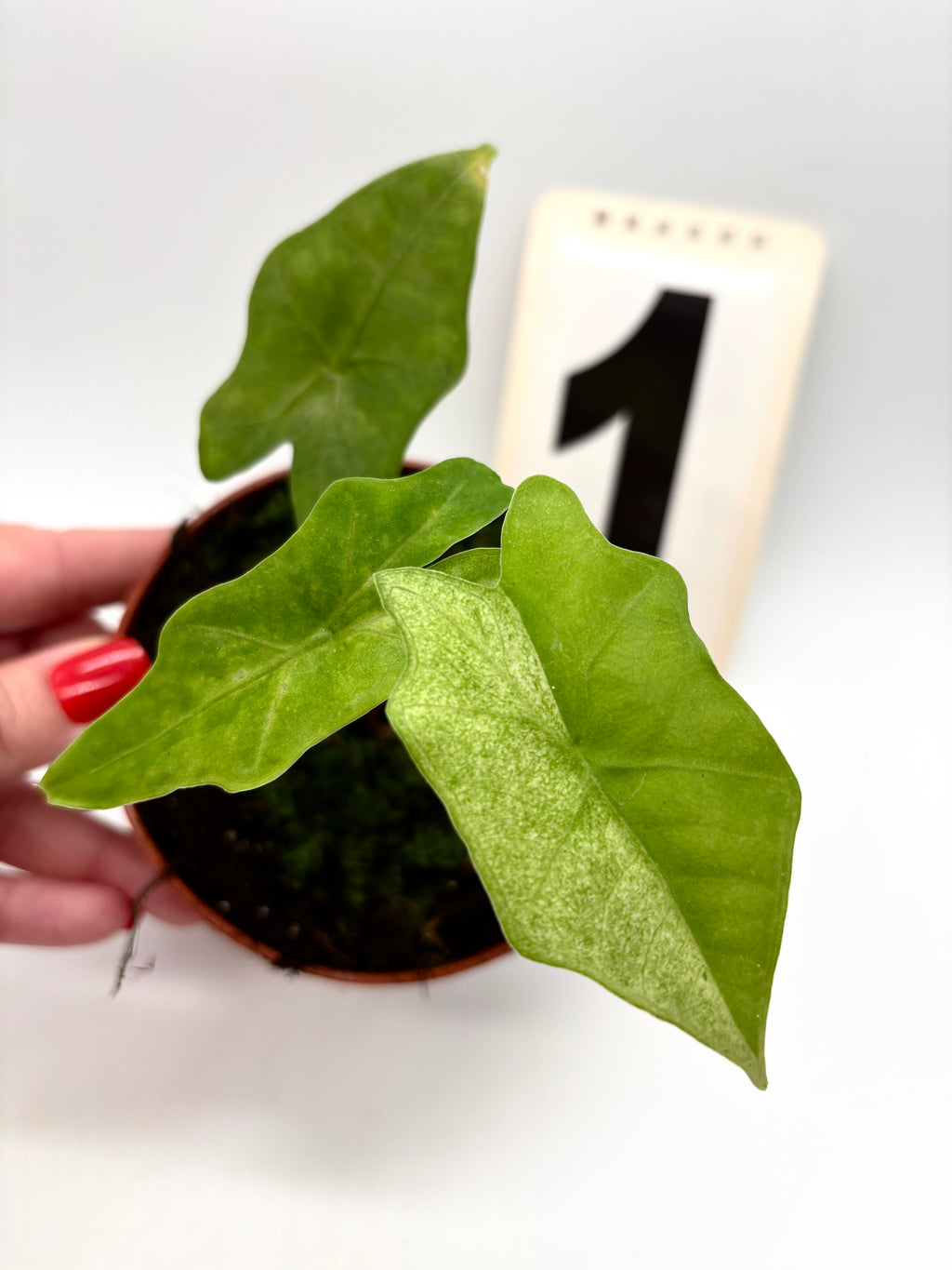 Alocasia Bat Wing Variegata