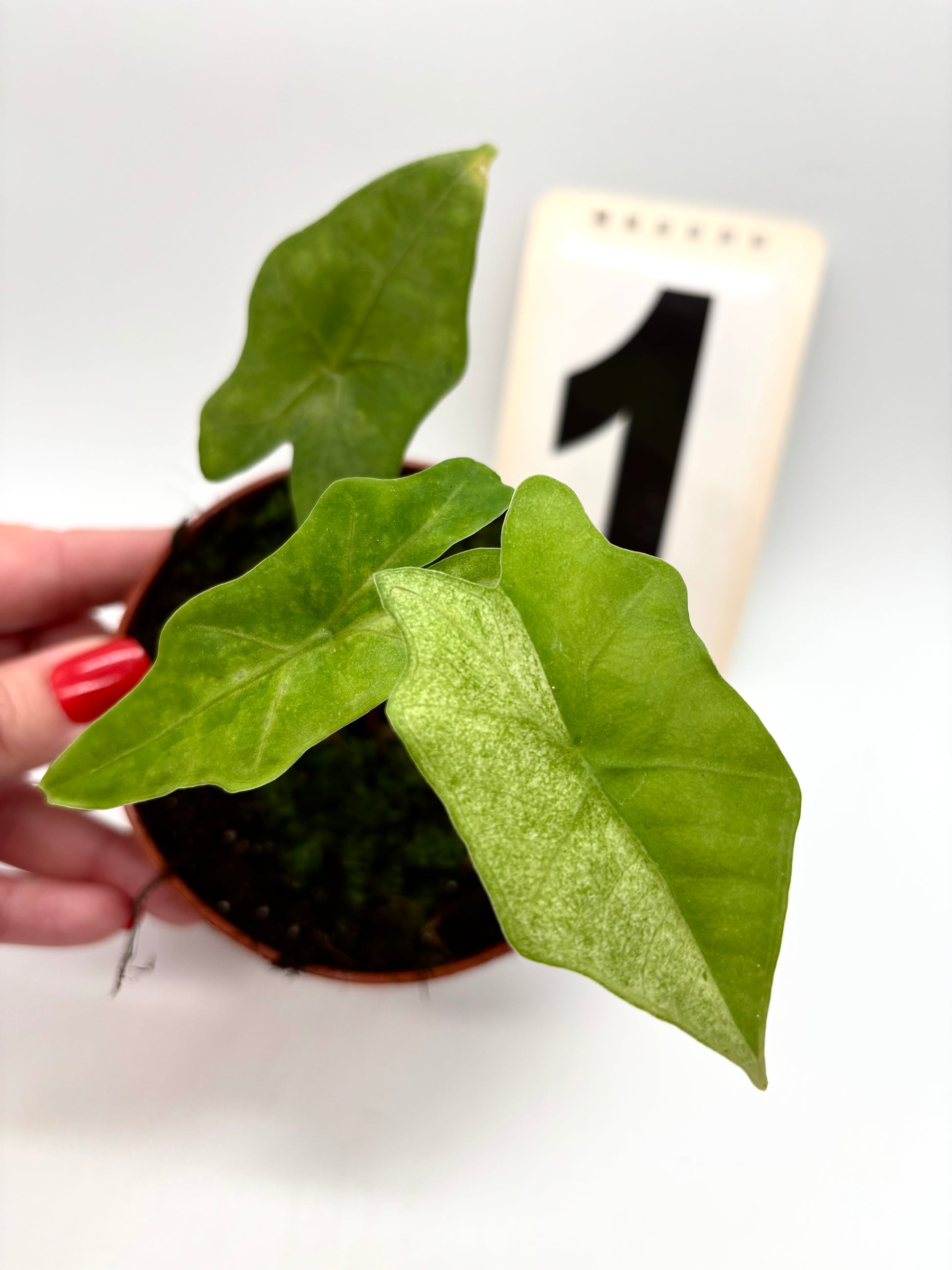 Alocasia Bat Wing Variegata