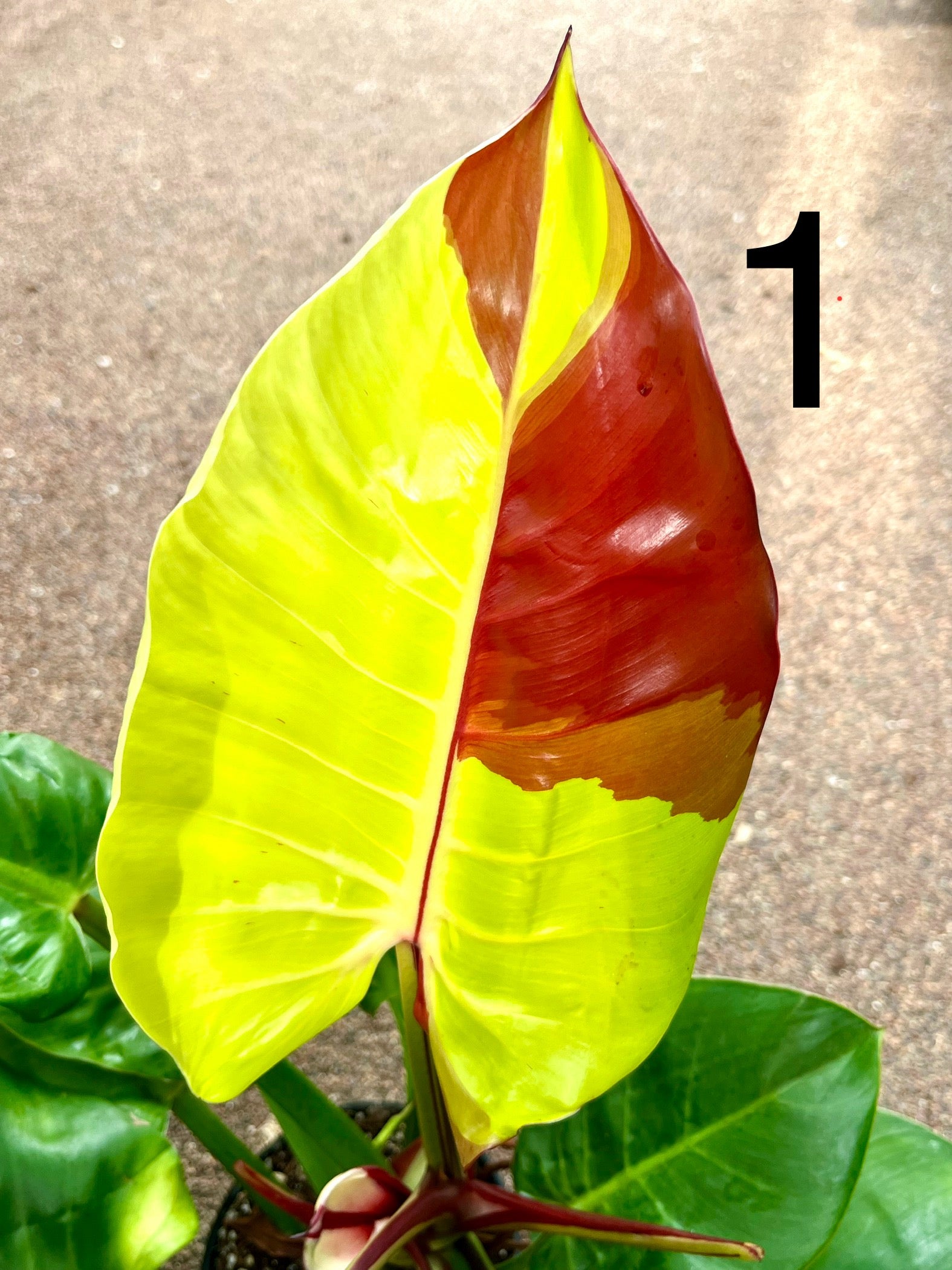 Philodendron Yellow Flame