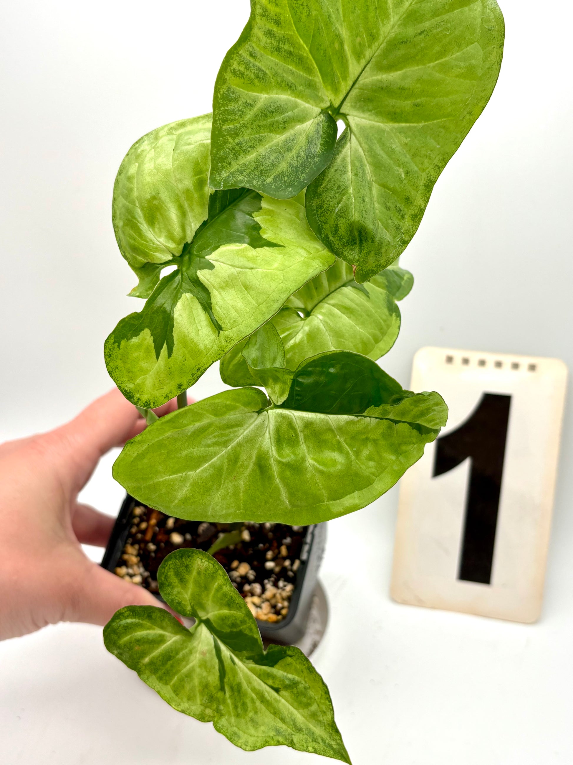 Grüner Syngonium Green Beauty Pflanze von Exotic-Flowers mit dekorativen Blättern in natürlicher Umgebung