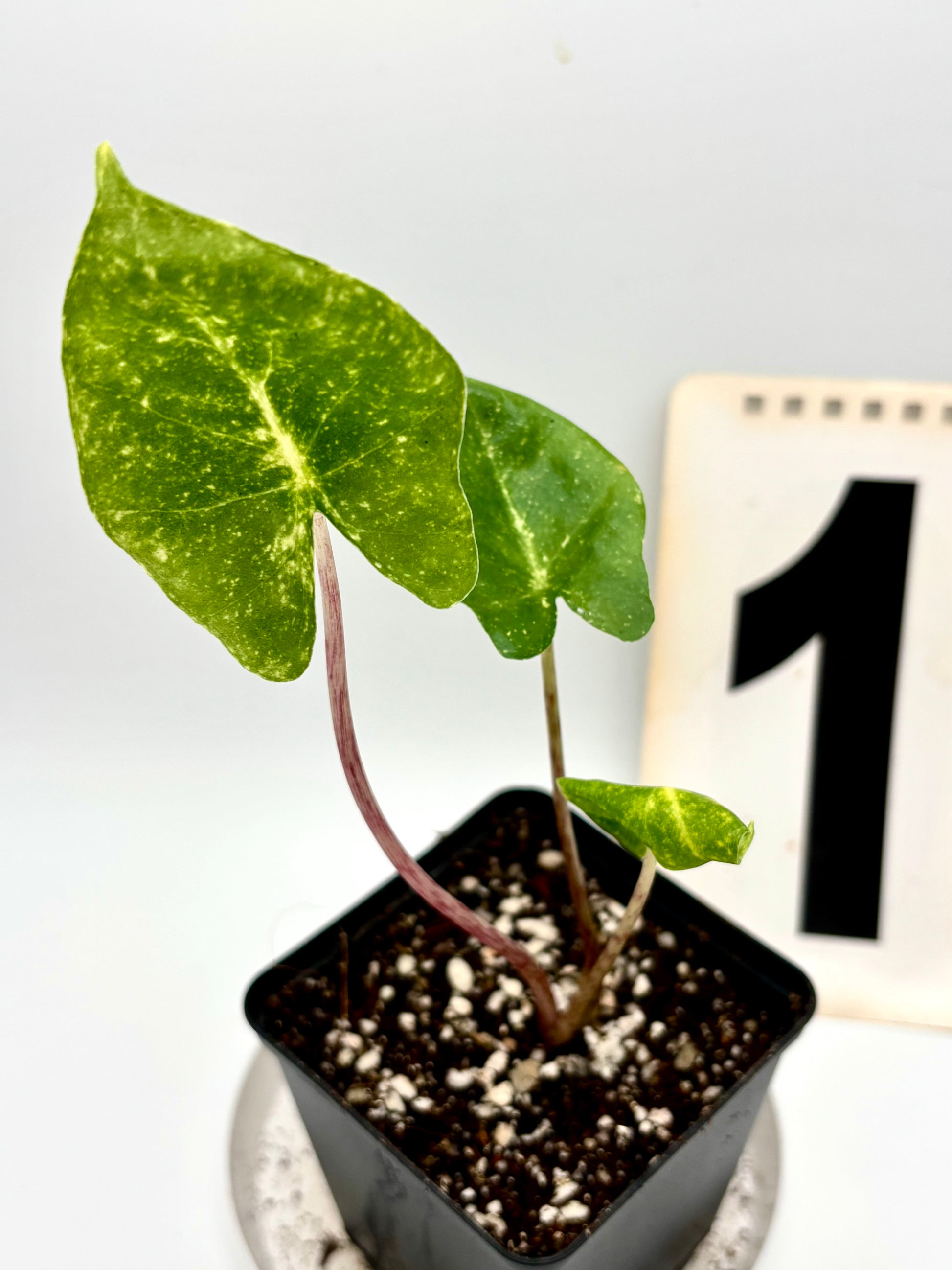 Alocasia New Guinea Gold