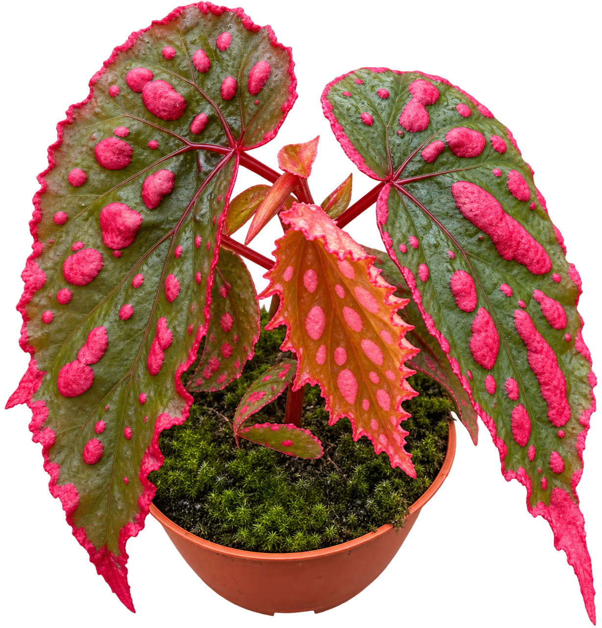 Begonia Mila’s Miracle