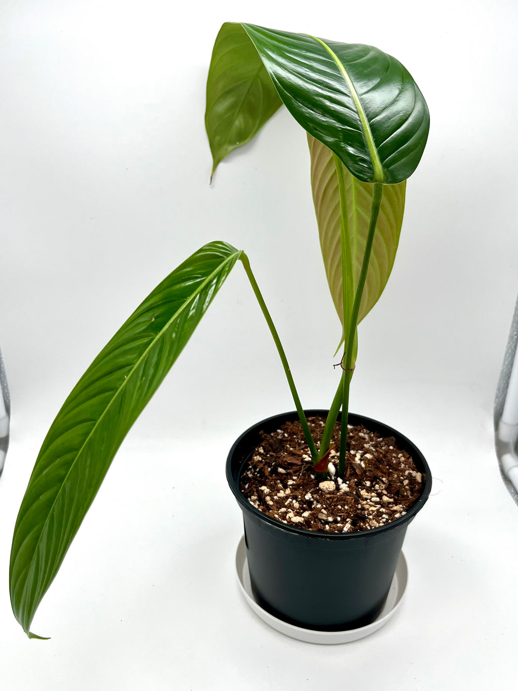 Philodendron Heterocraspedon