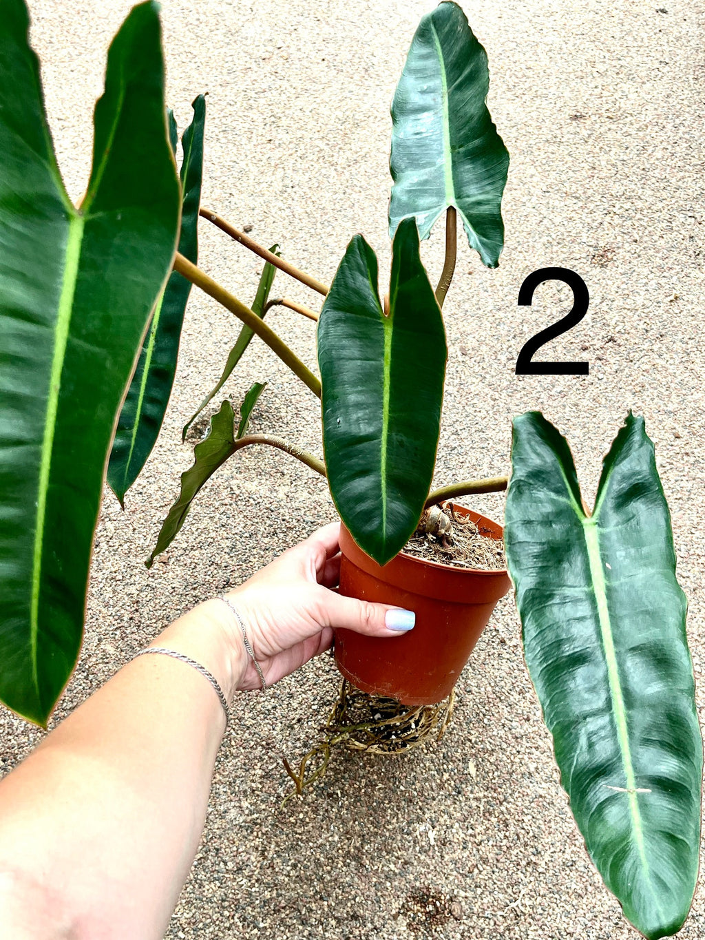 Philodendron Billietiae