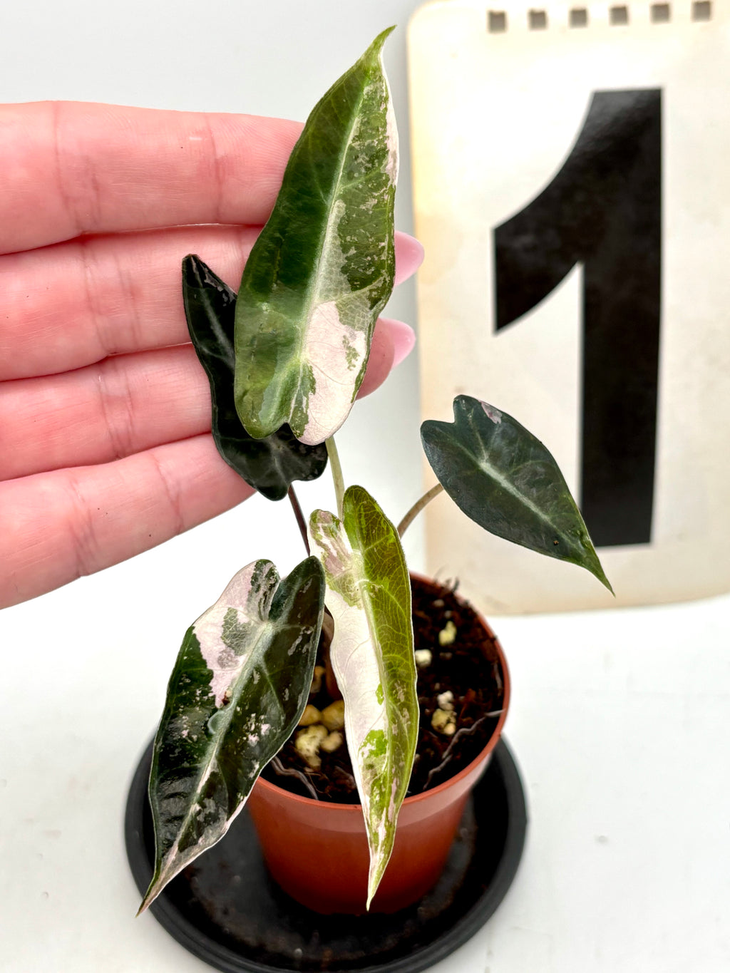 Alocasia Bambino Variegata
