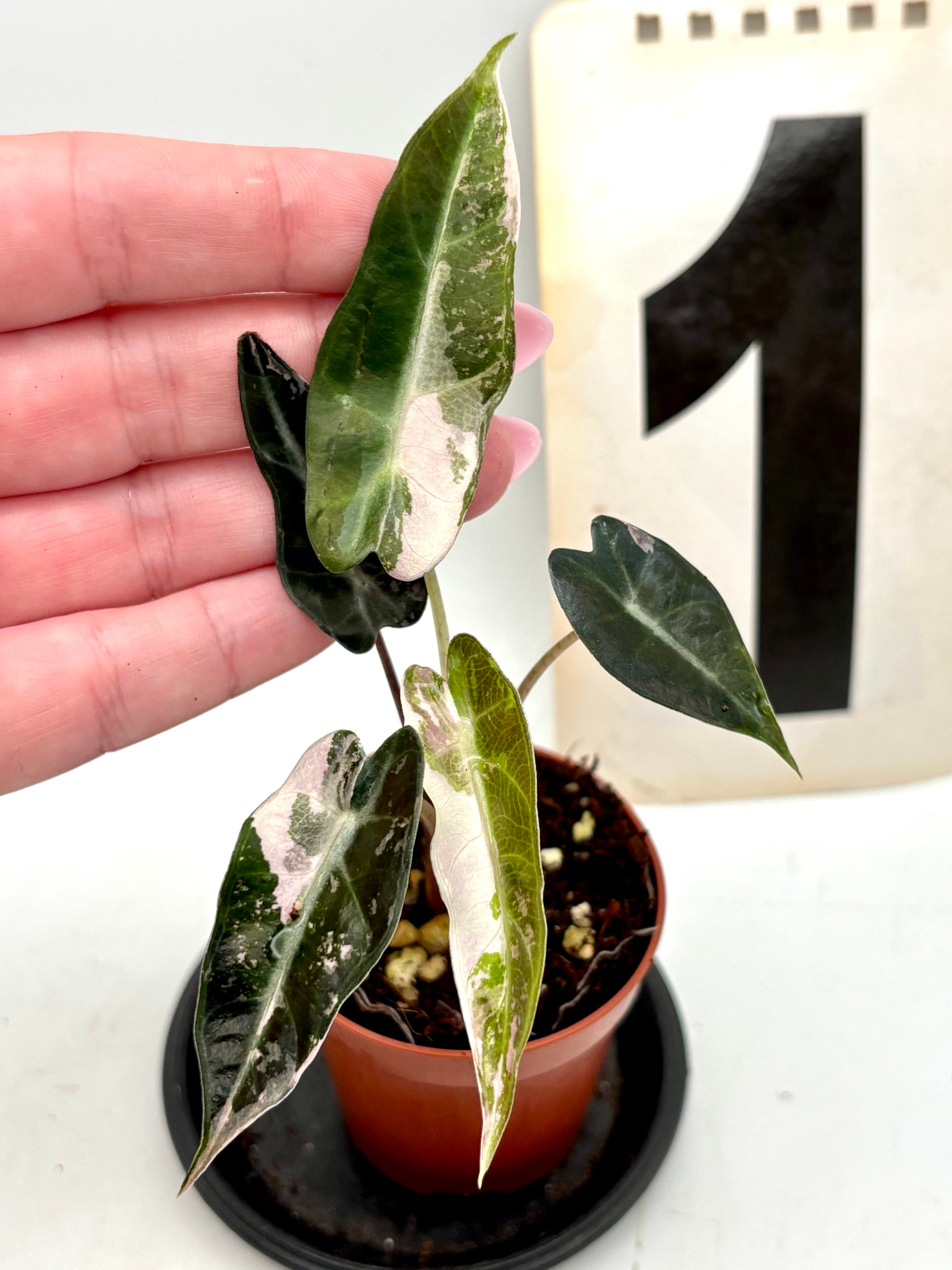 Alocasia Bambino Variegata