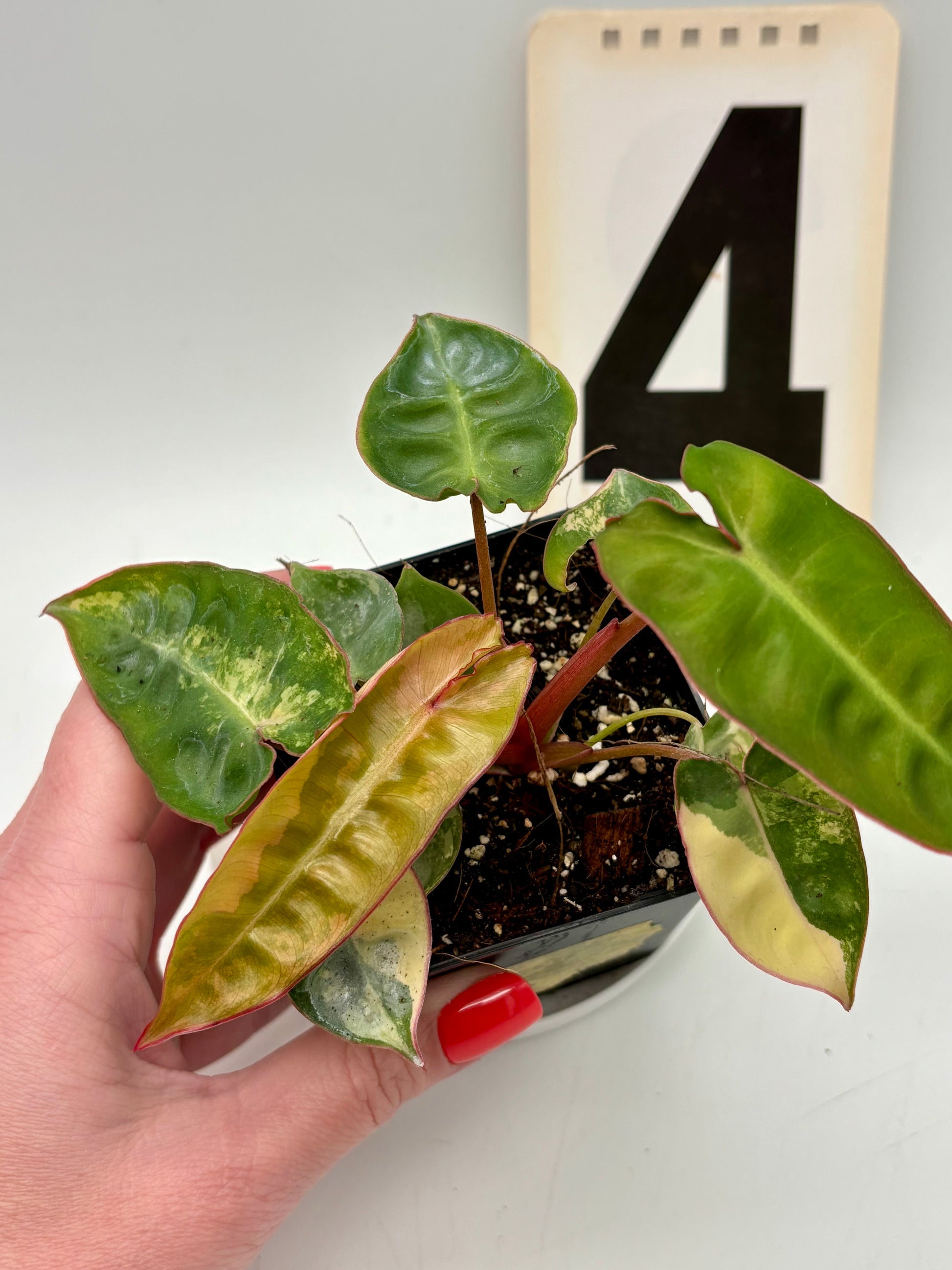 Philodendron Billietiae Variegata