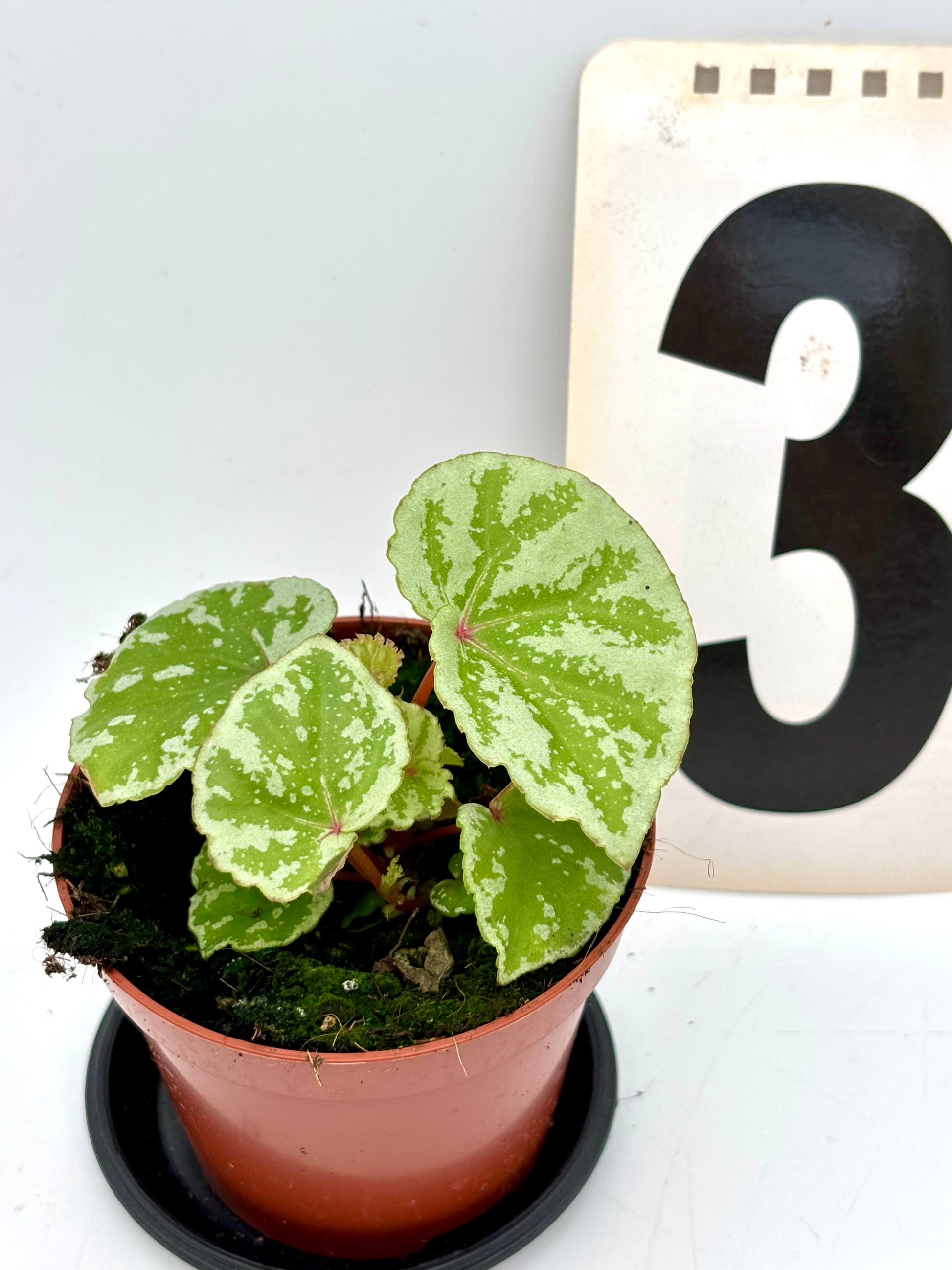 Begonia Temuyuk von Exotic-Flowers mit grünen Blättern und roten Blüten, detailreiche Aufnahme auf natürlichem Hintergrund