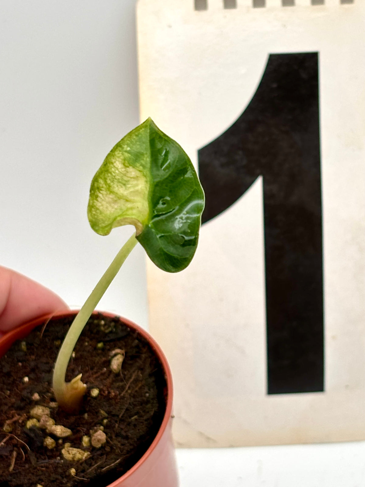 Alocasia Balloon Heart Variegata