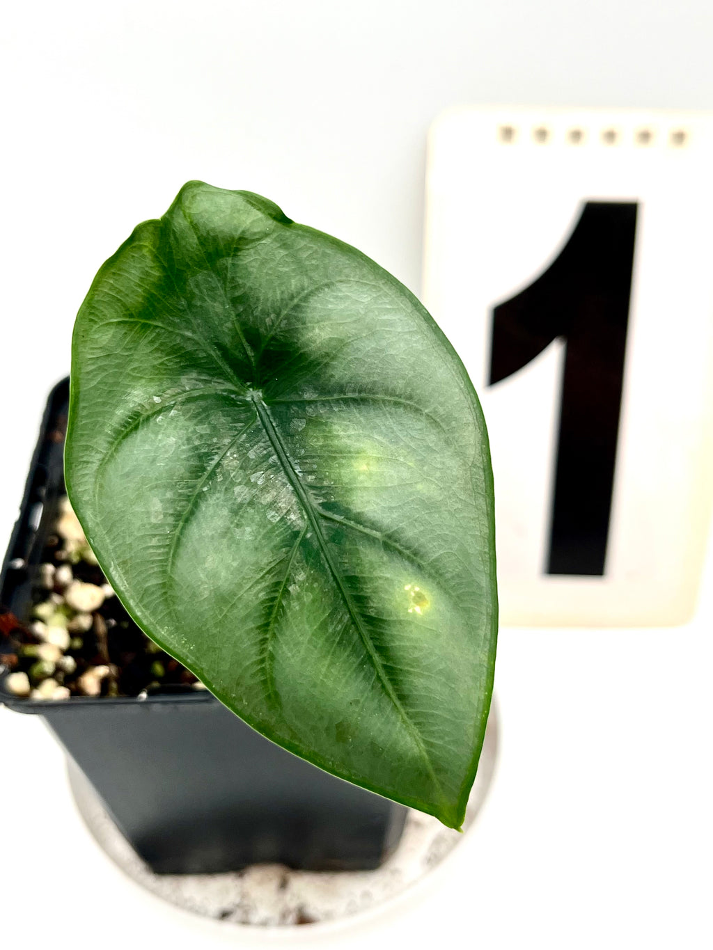 Alocasia Reversa