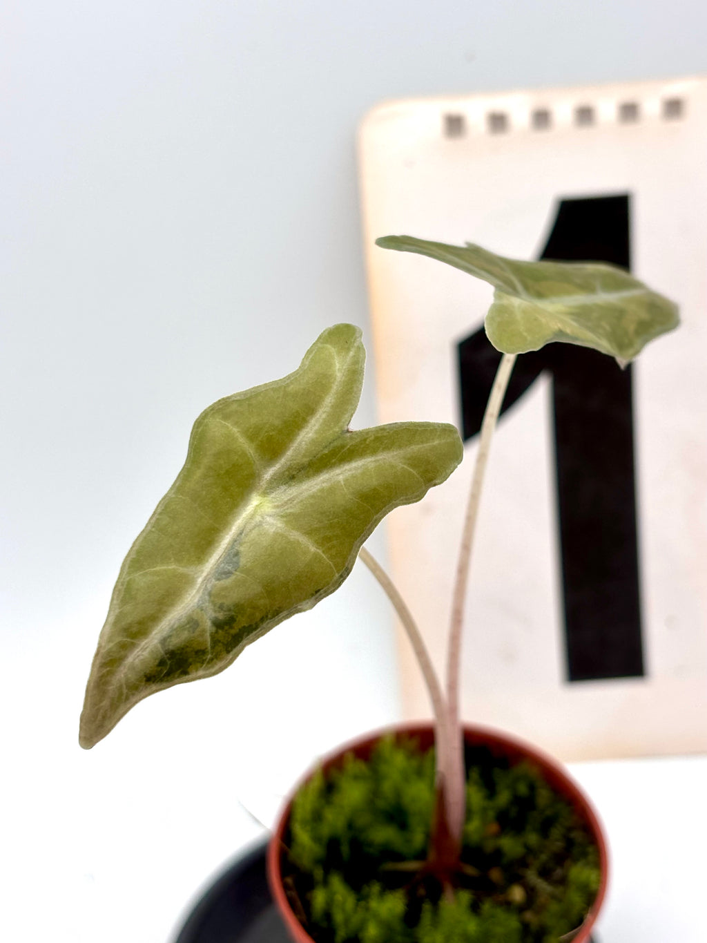 Alocasia Nobilis Aurea Variegata