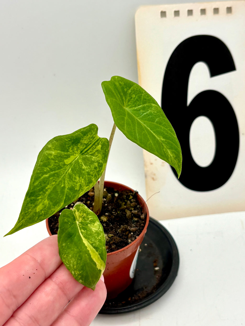 Alocasia Scalprum Variegata