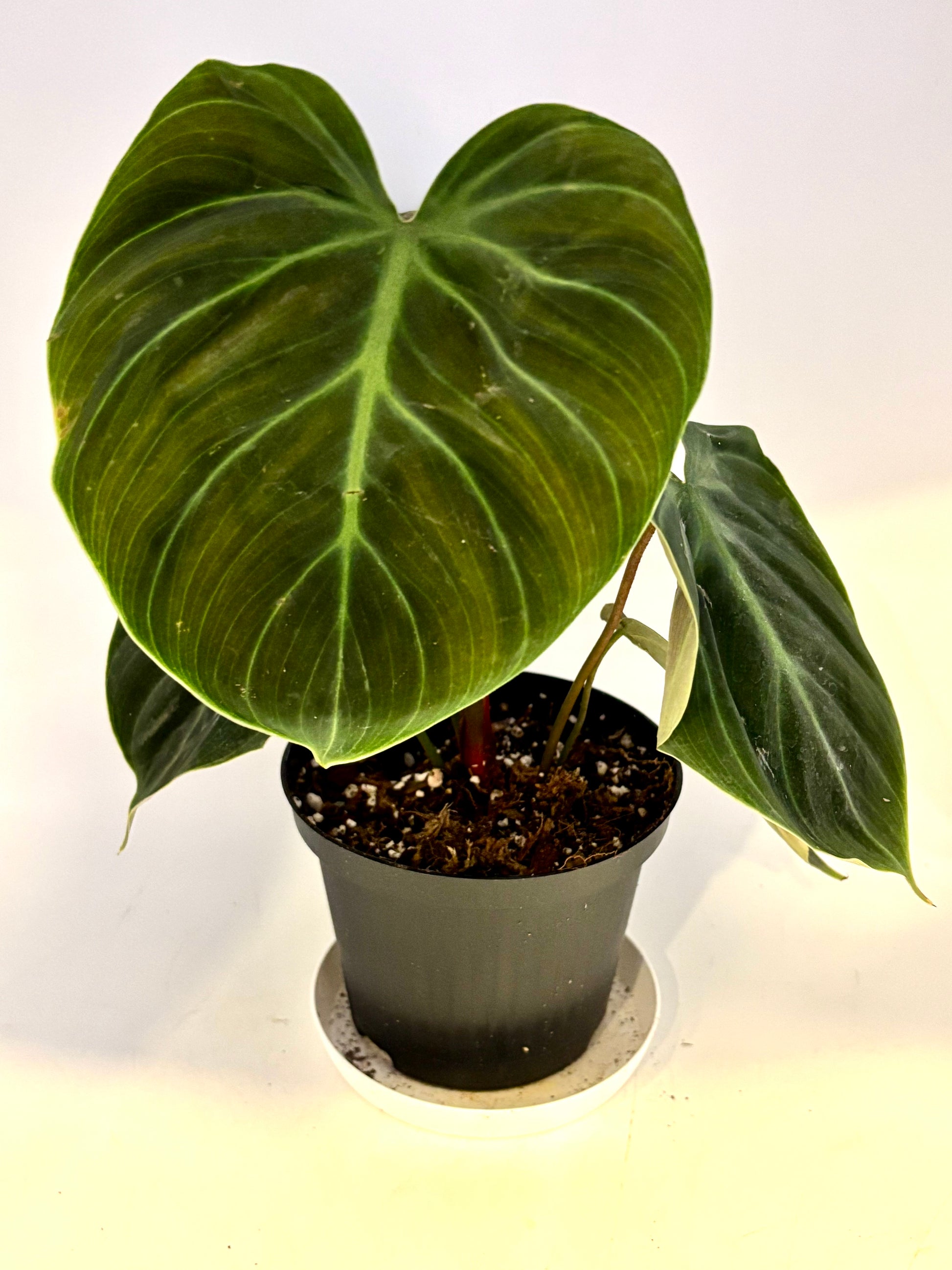 Philodendron El Choco Red