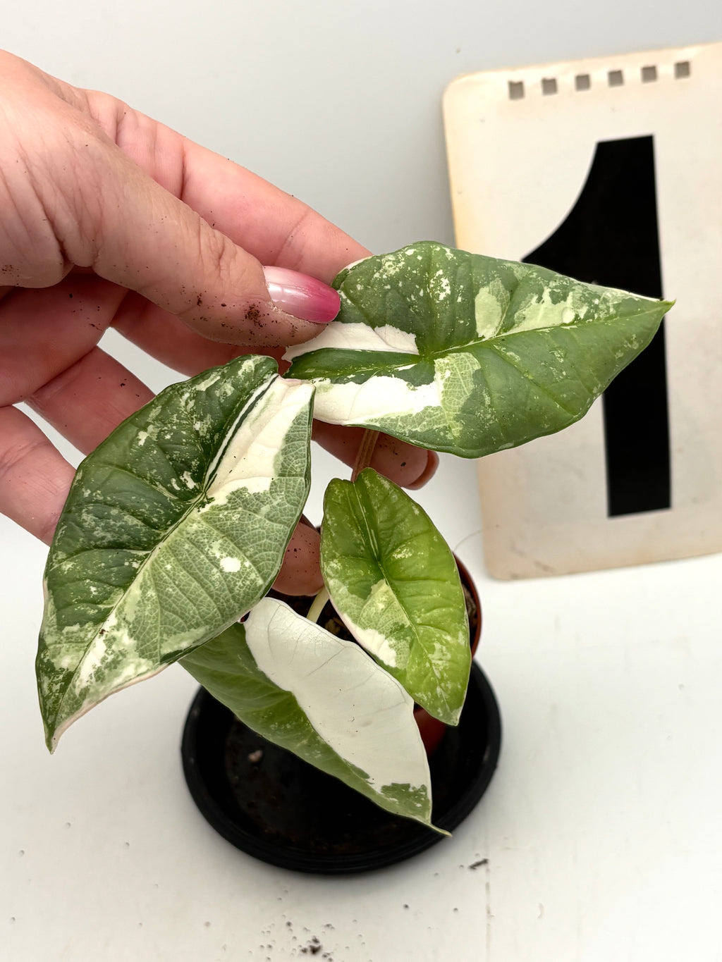 Alocasia Platinum Albo Variegata Pflanze mit großen grünen Blättern und weißen, cremefarbenen Mustern, im Topf aufgestellt.