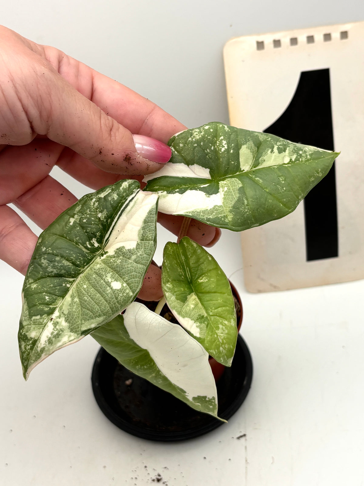 Alocasia Platinum Albo Variegata Pflanze mit großen grünen Blättern und weißen, cremefarbenen Mustern, im Topf aufgestellt.