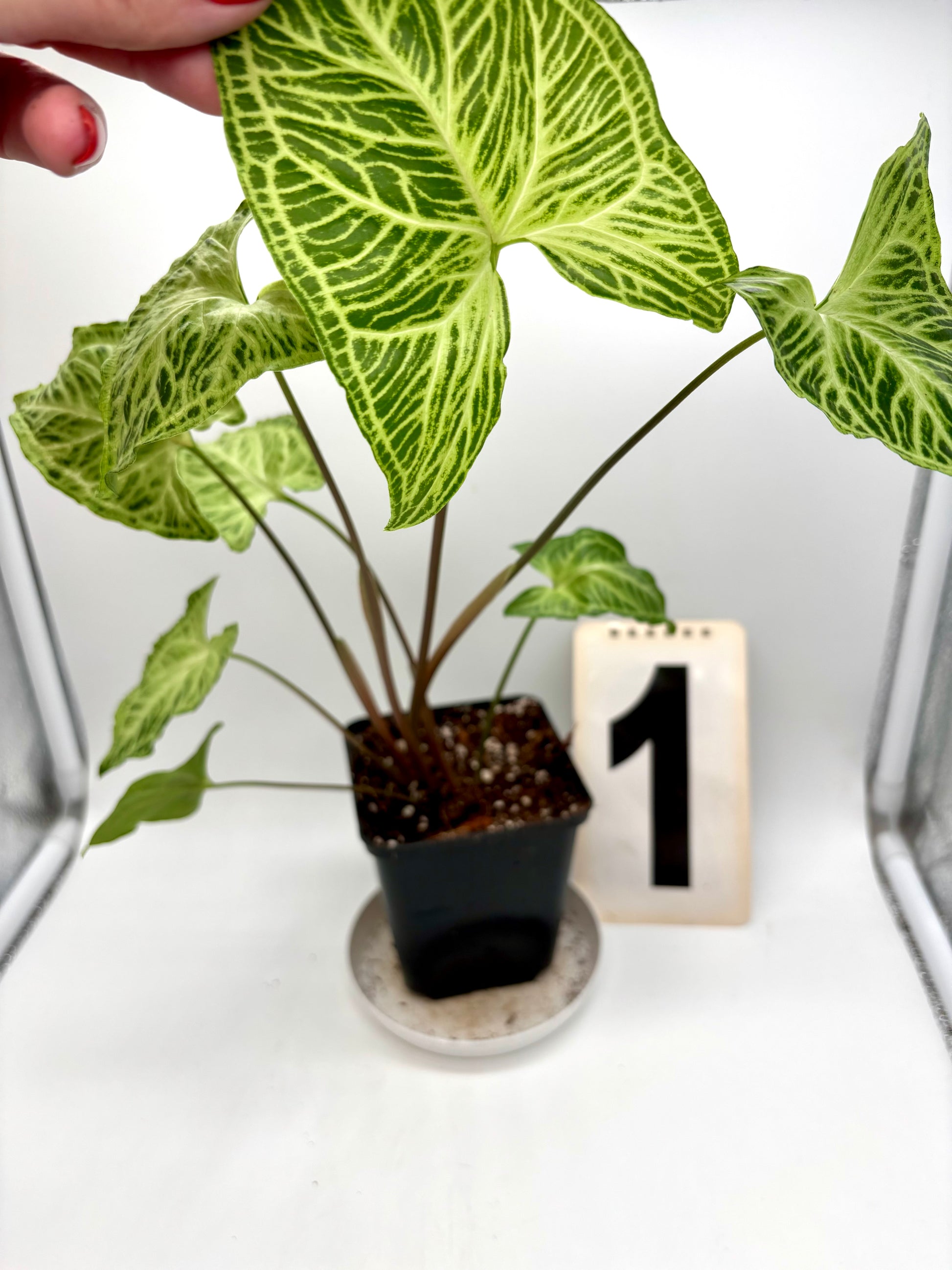 Syngonium Batik / Golden Venation