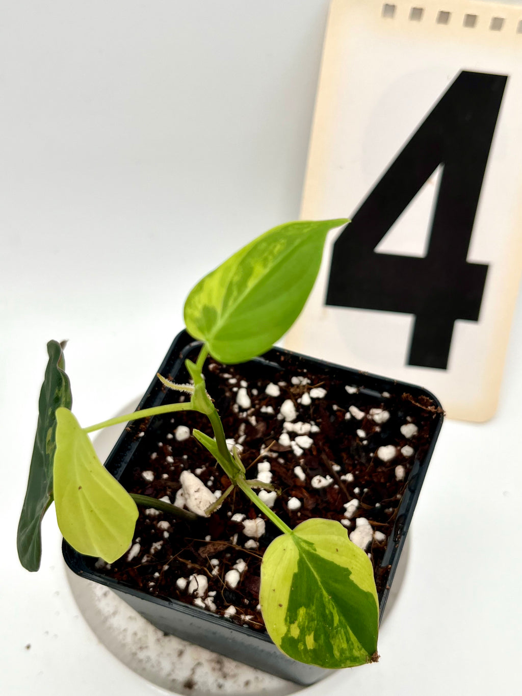Philodendron Micans Variegata