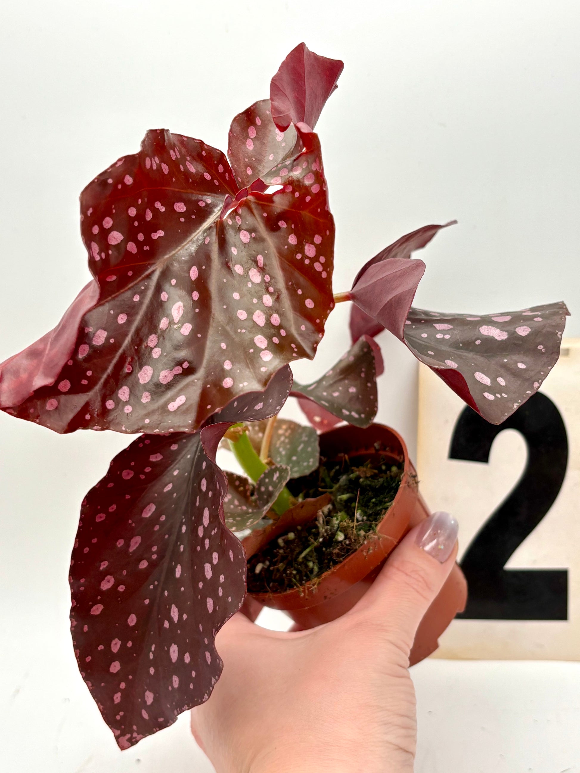 Begonia x ‚Cracklin Rosie - Exotic-Flowers