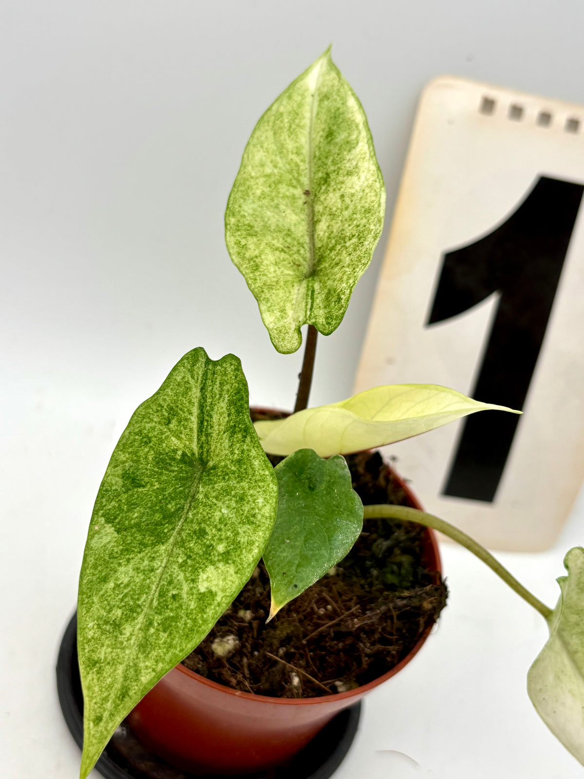 Alocasia Scalprum Mint Variegata Pflanze, exotische Zimmerpflanze mit grün-weißen Blättern, im Top auf einem Holztisch.