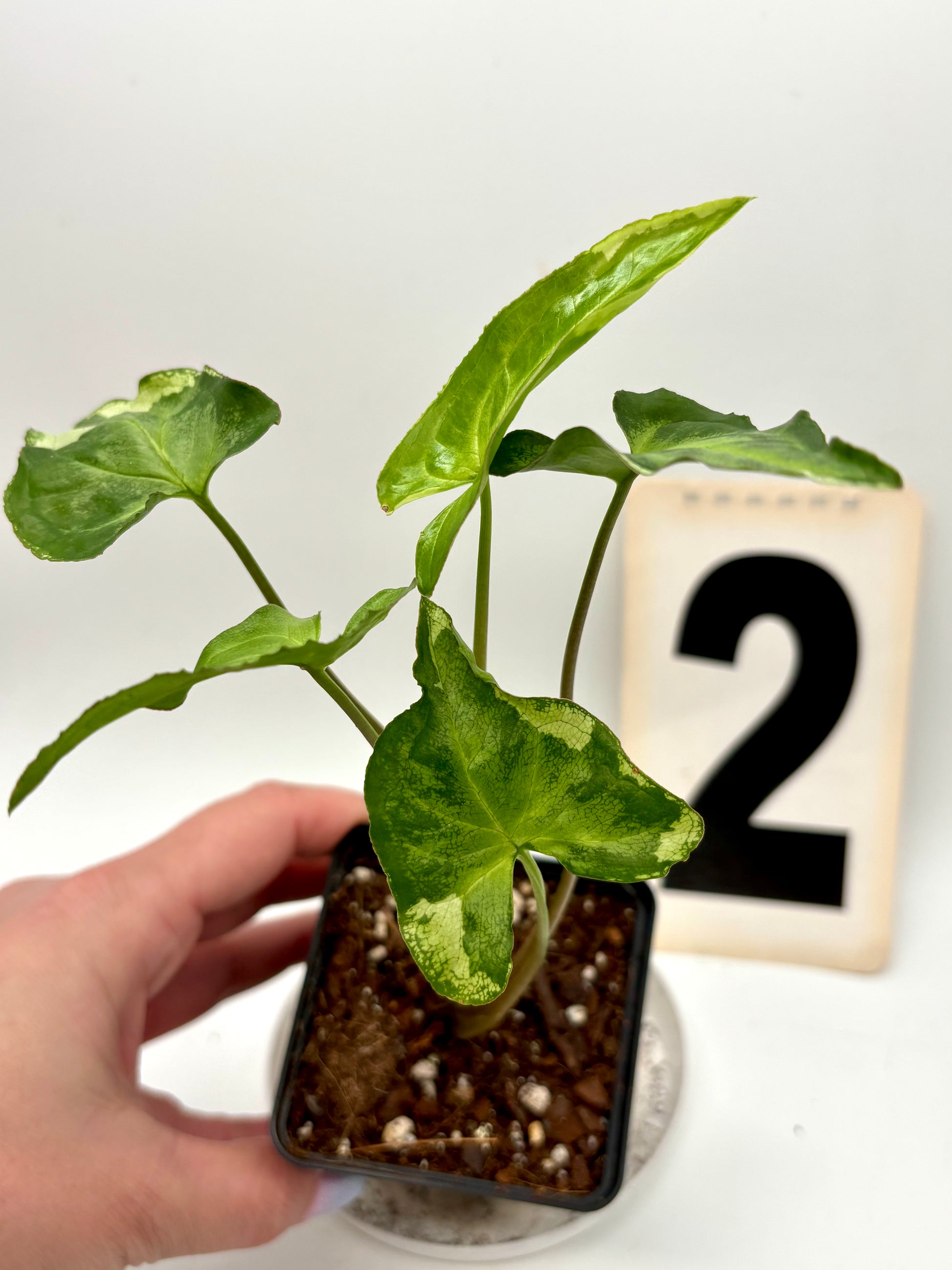 Syngonium Three Kings