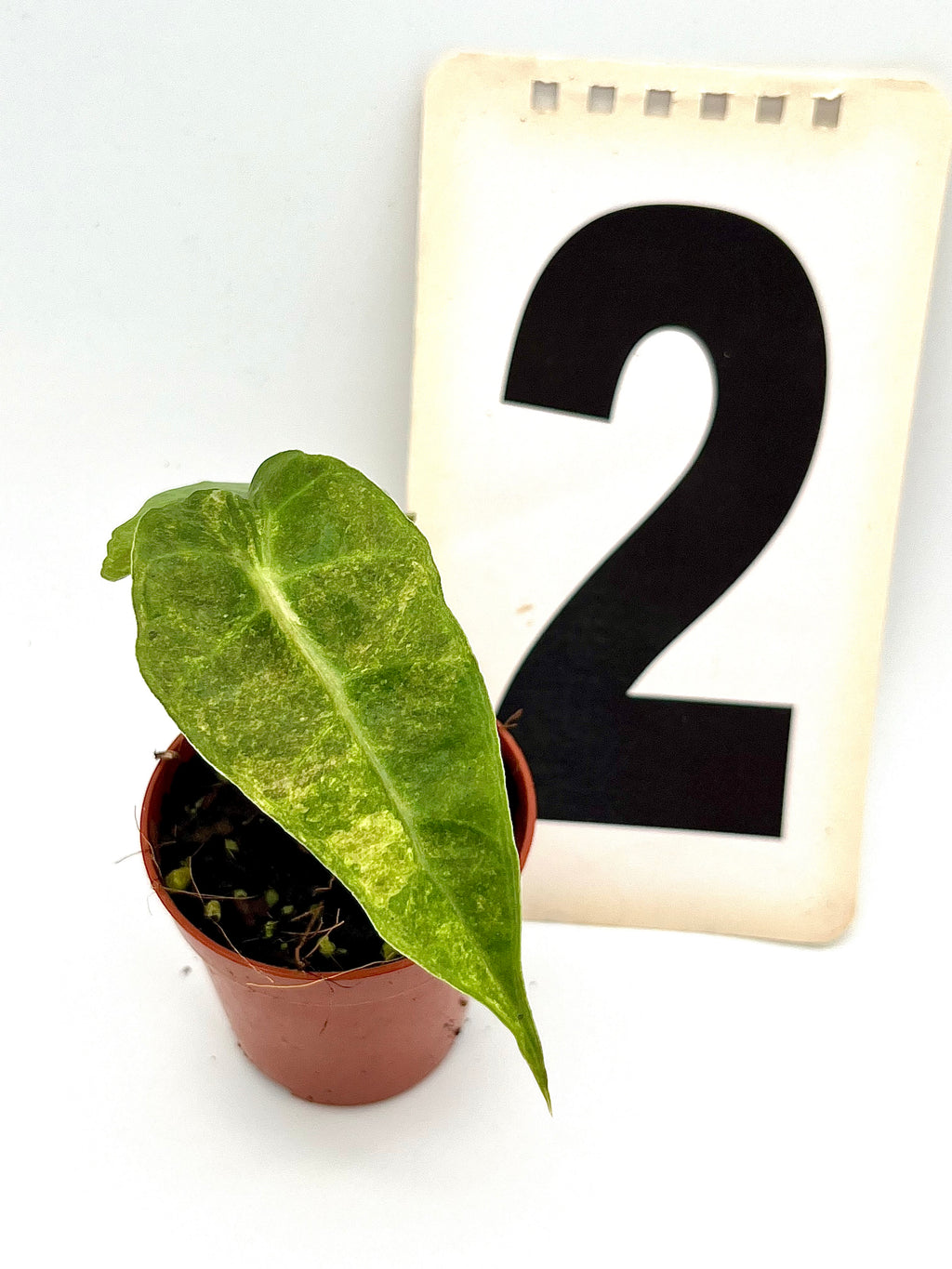 Alocasia Polly Aurea Variegata