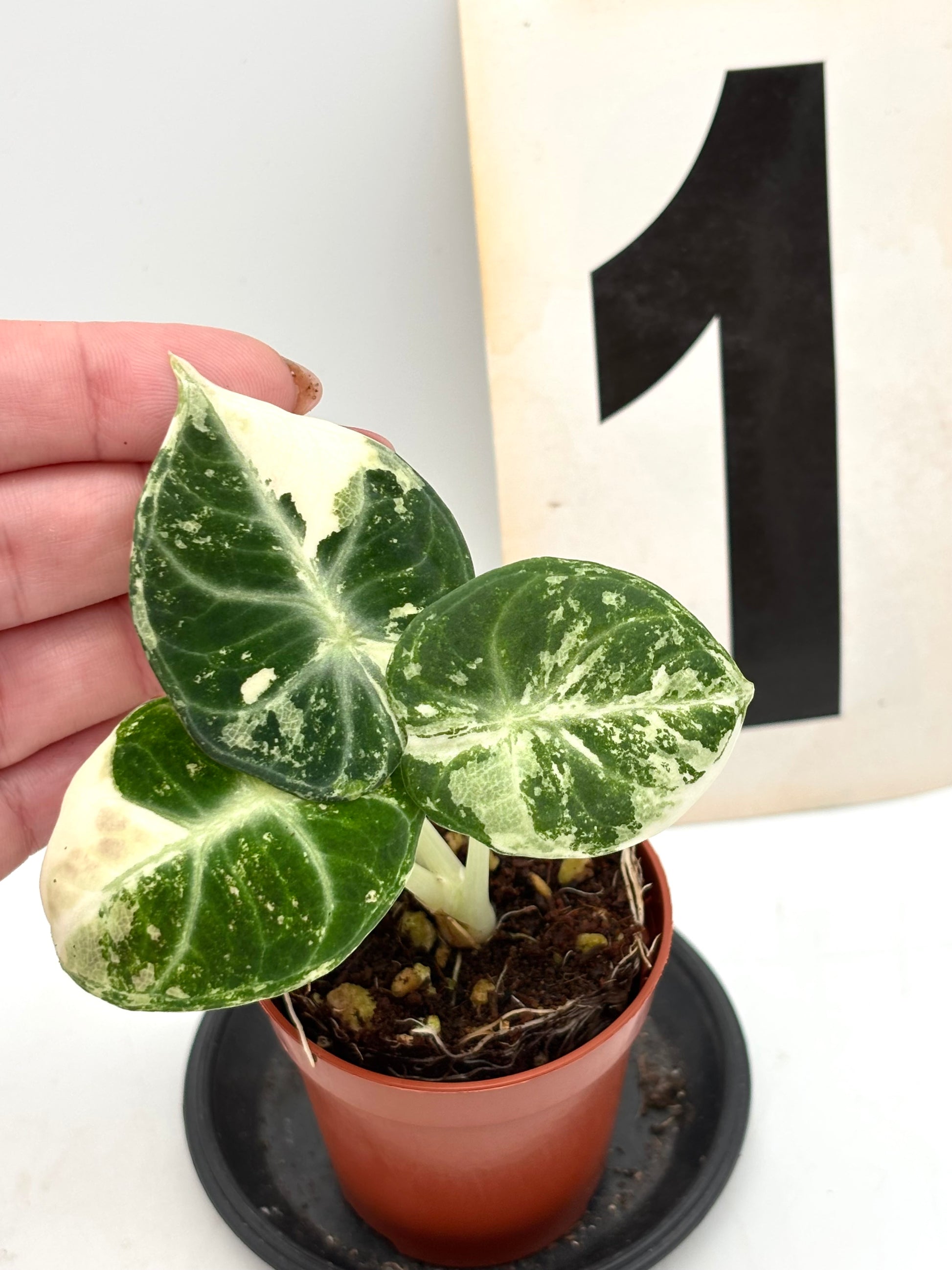 Alocasia Ninja Albo Pflanze mit großen grünen Blättern mit weißen Flecken, im Topf, von Exotic-Flowers.