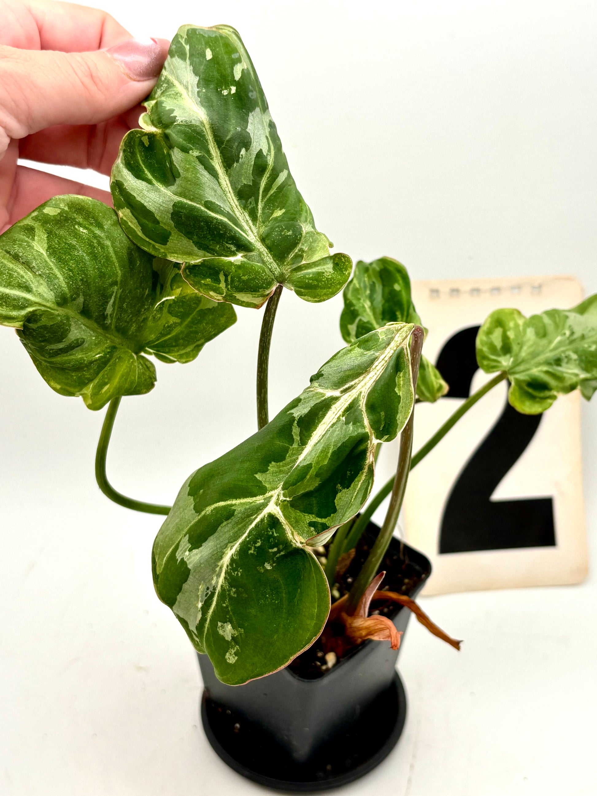 Philodendron Gloriosum Variegata / Snow Leopard - Jungpflanzen