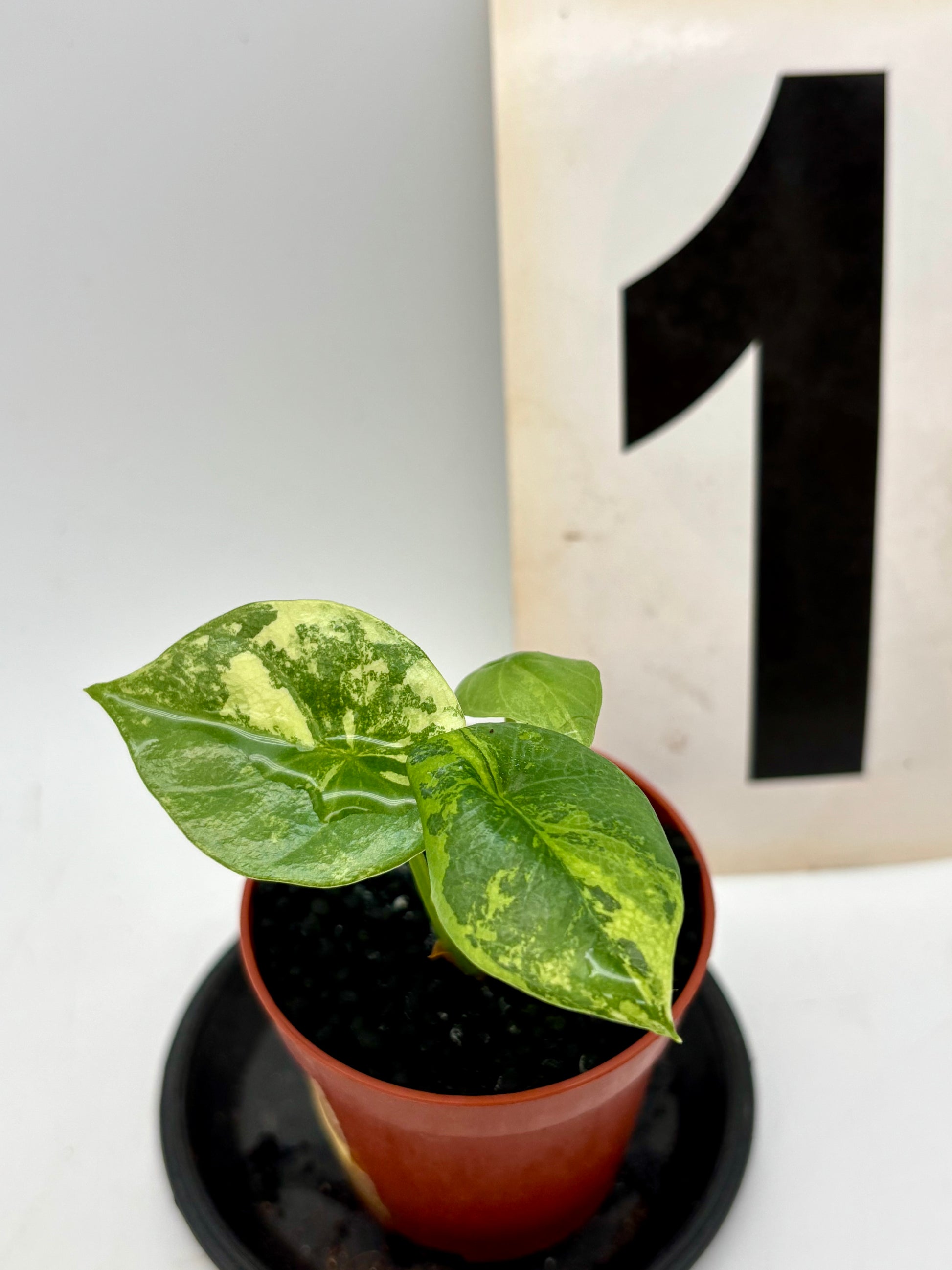 Alocasia Sinuata Variegata von Exotic-Flowers, grüne Blätter mit weißen variegierten Mustern, große tropische Zimmerpflanze