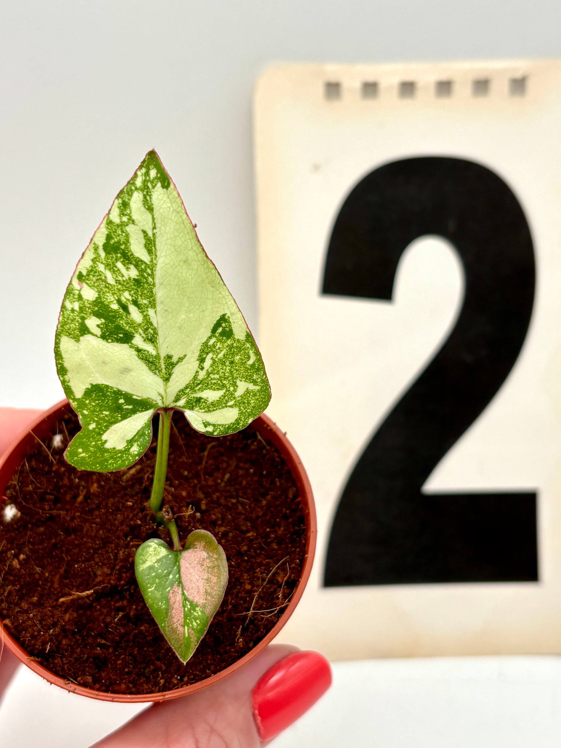 Syngonium Red Spot Tricolor Pflanze von Exotic-Flowers mit grünen, roten und weißen Blättern, detailreiche Nahaufnahme