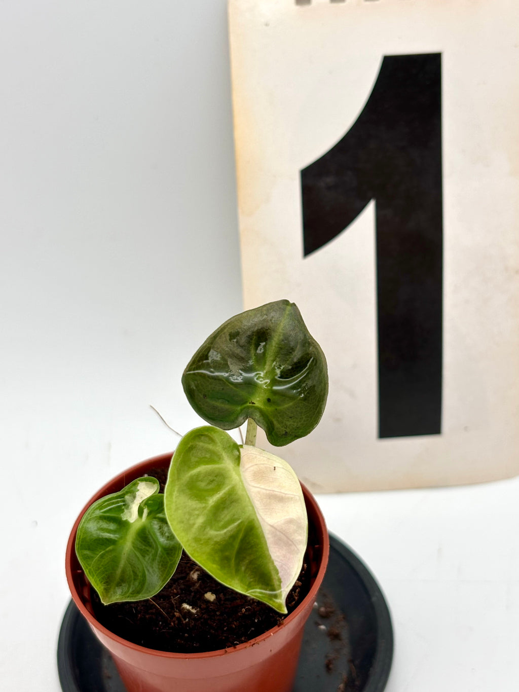 Alocasia Balloon Heart Variegata von Exotic-Flowers mit großen, grün-weißen, herzförmigen Blättern und auffälliger Variegation