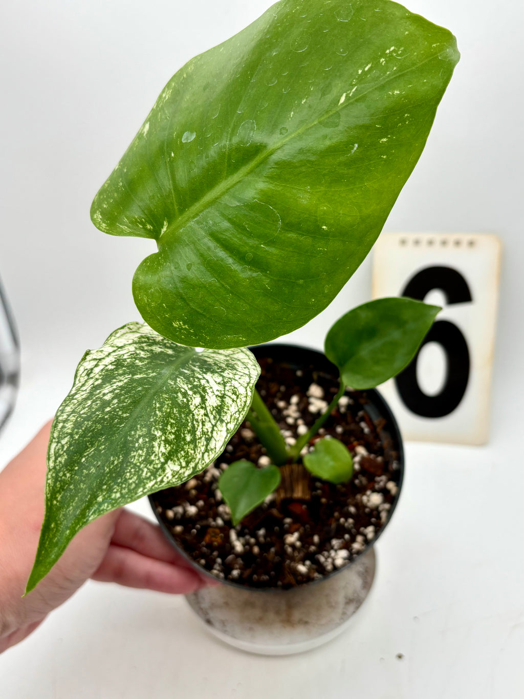 Monstera Devil Monster Variegata