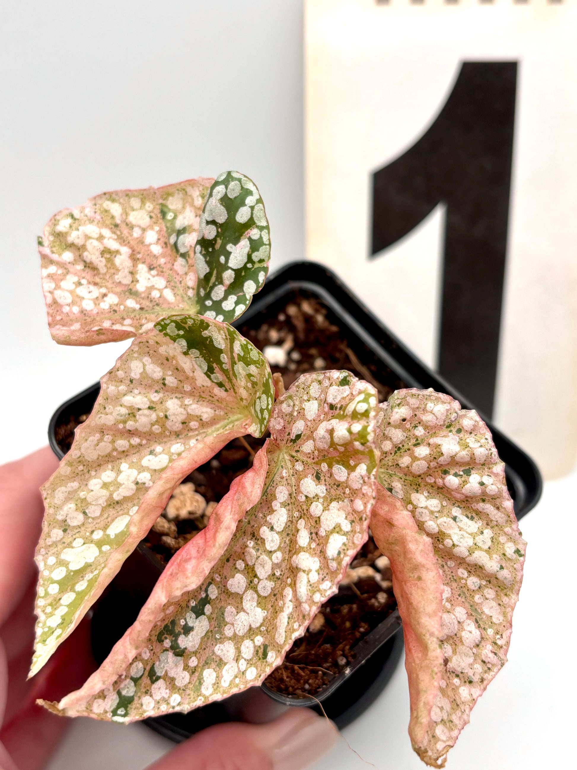 Variegierte Begonie Snowcap von Exotic-Flowers mit grünen und weißen Blättern, im Top gehalten.