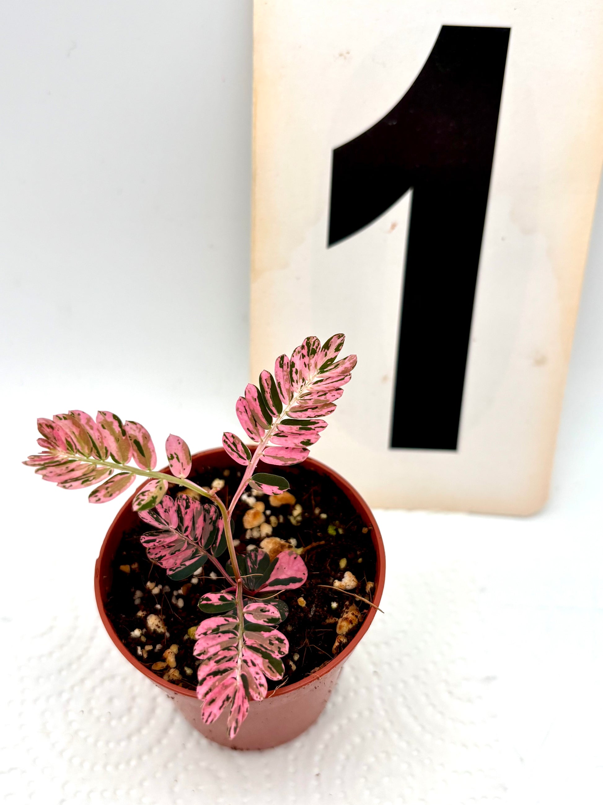 Phyllanthus Urinaria Pink Variegata - Exotic-Flowers