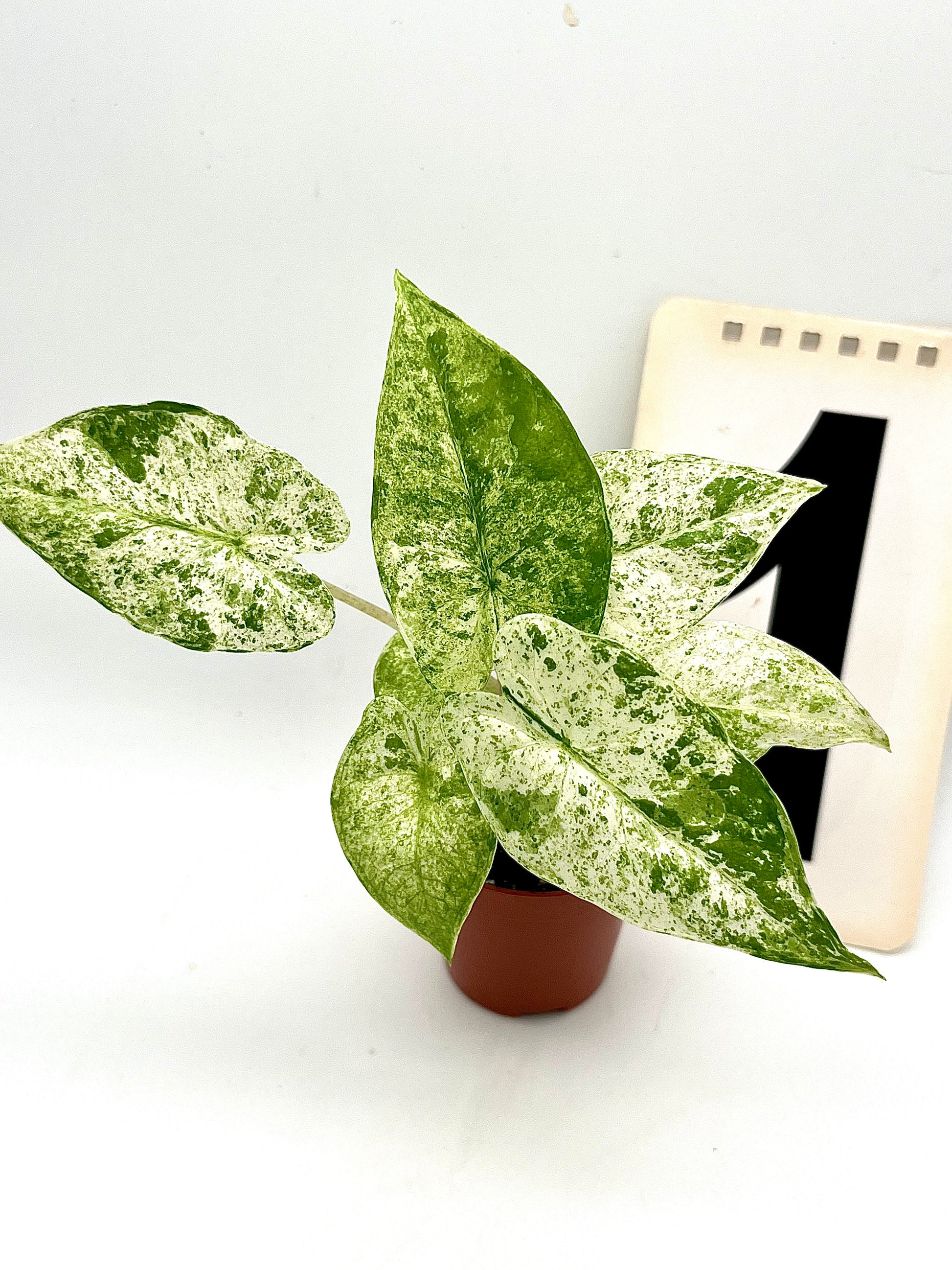 Alocasia Odora Batik