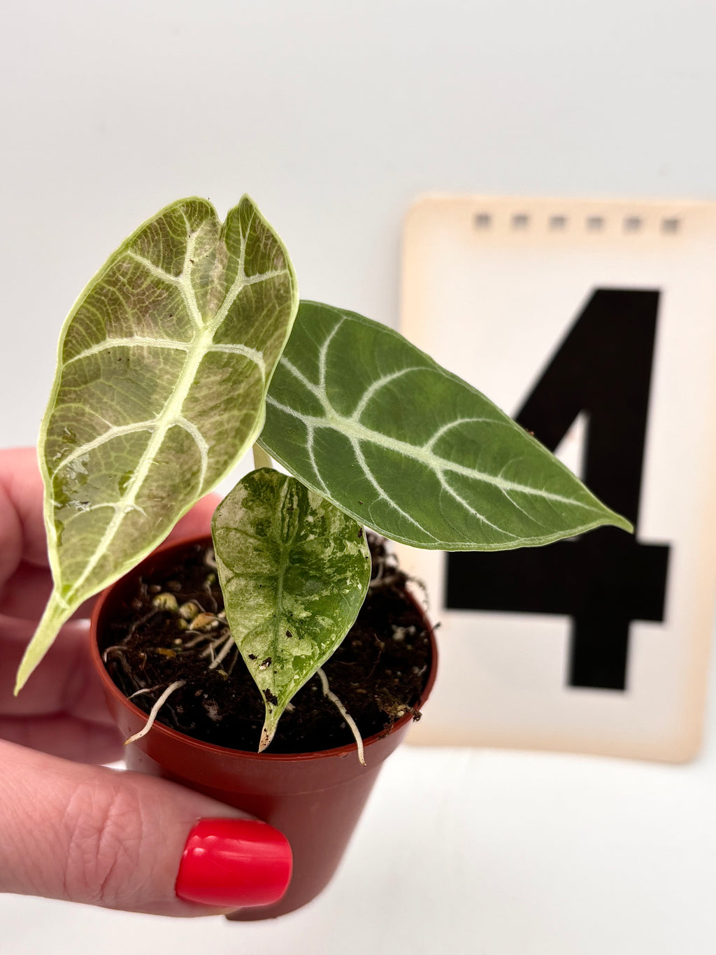 Alocasia Watsoniana Doff Variegata