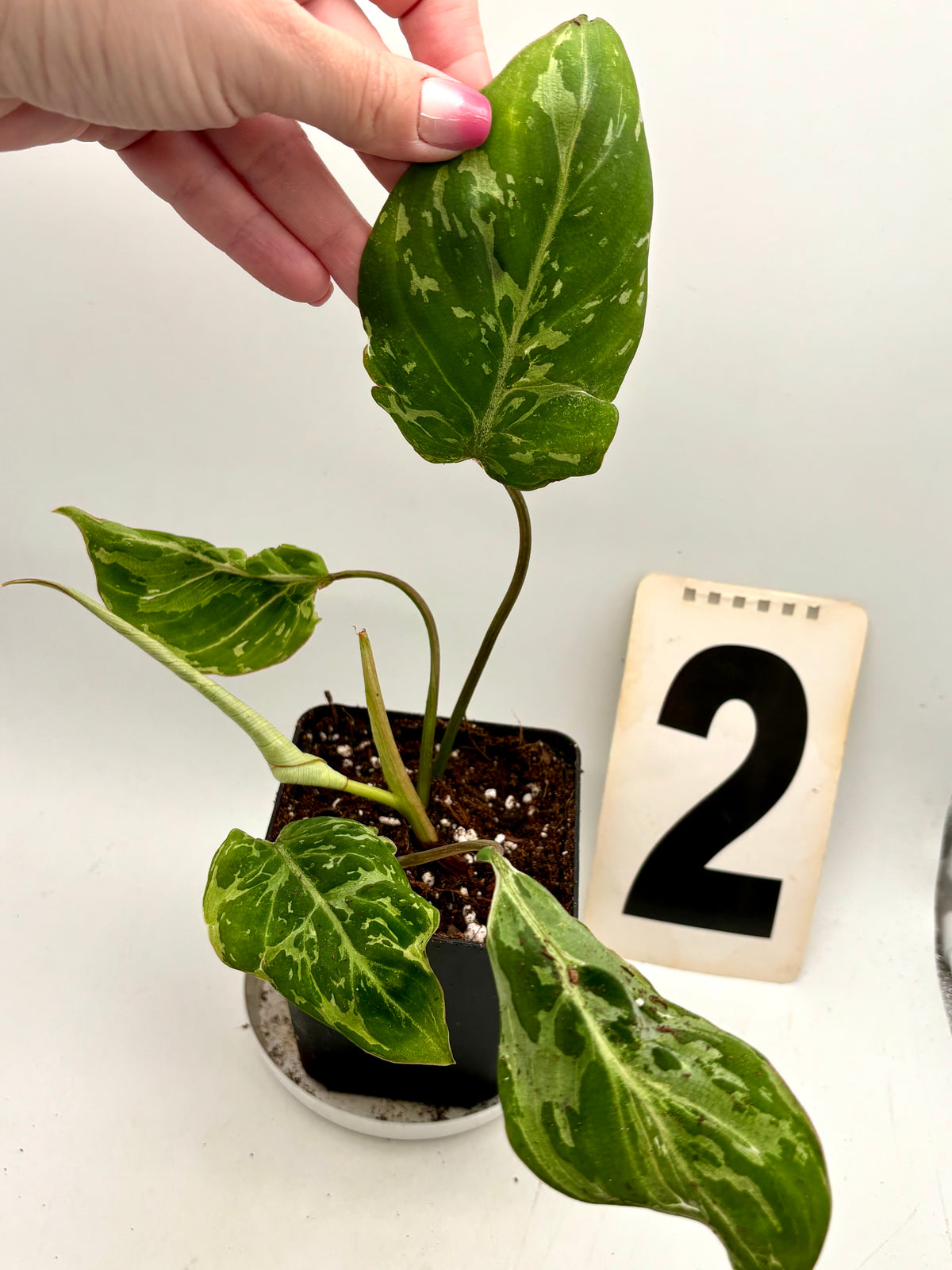 Philodendron Gloriosum Variegata / Snow Leopard - Jungpflanzen