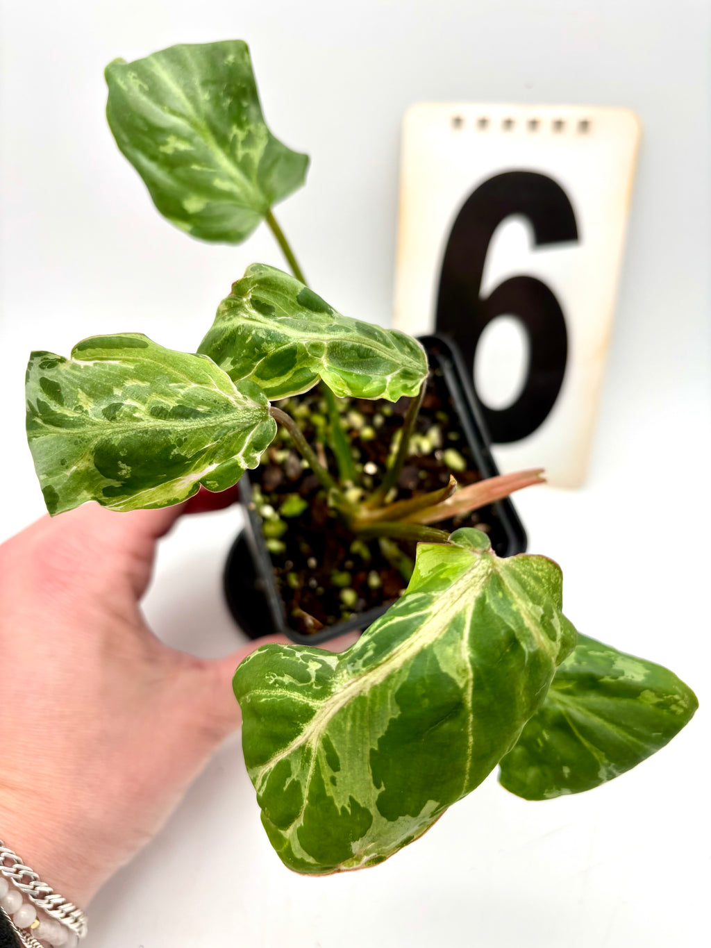 Philodendron Gloriosum Variegata / Snow Leopard - Jungpflanzen