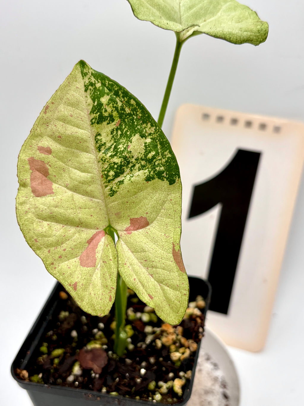 Syngonium Confetti Tricolor