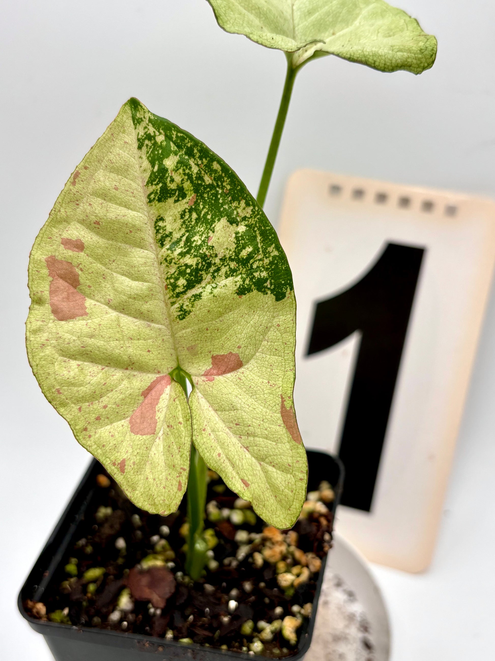 Syngonium Confetti Tricolor