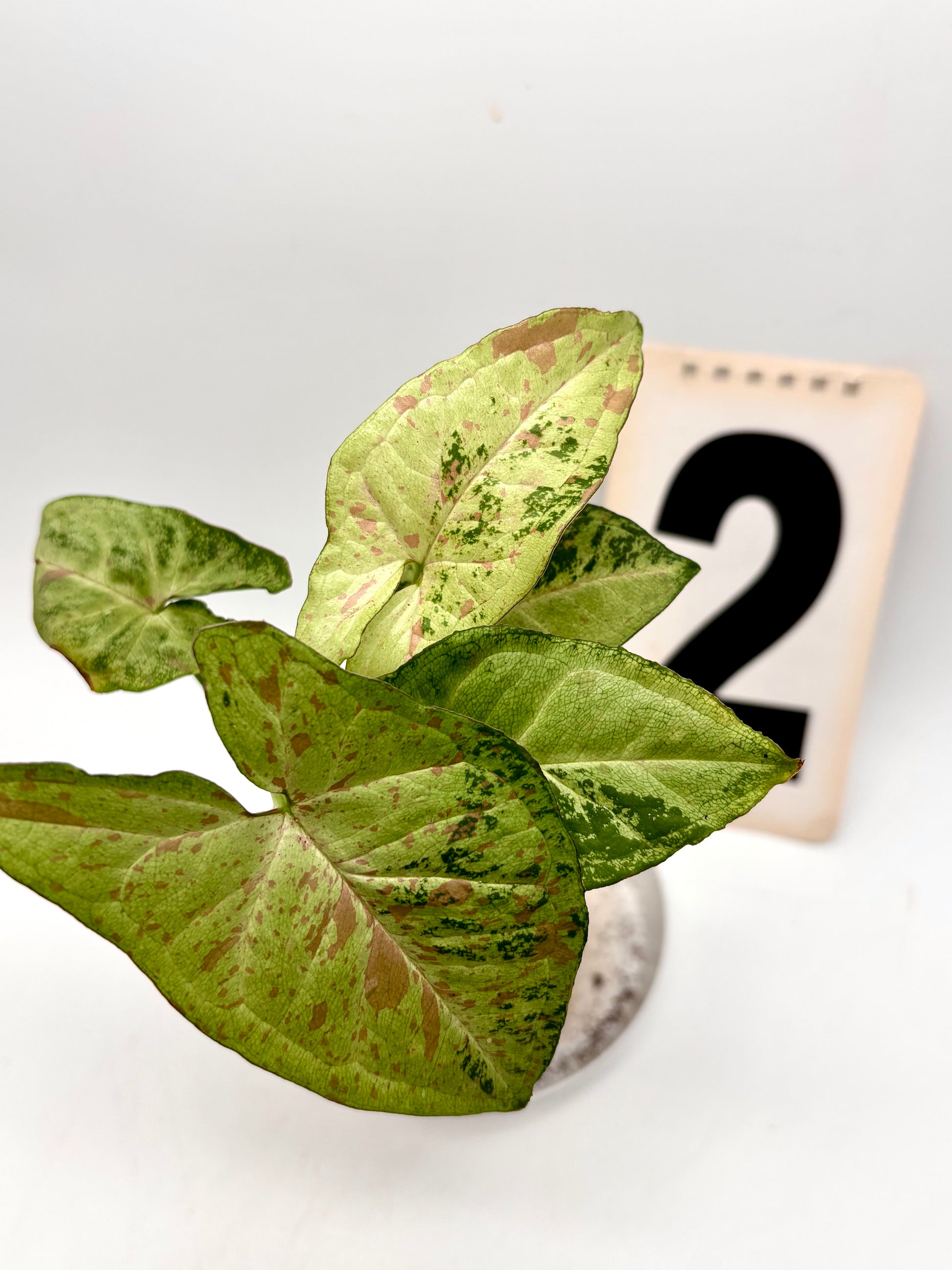 Syngonium Confetti Tricolor