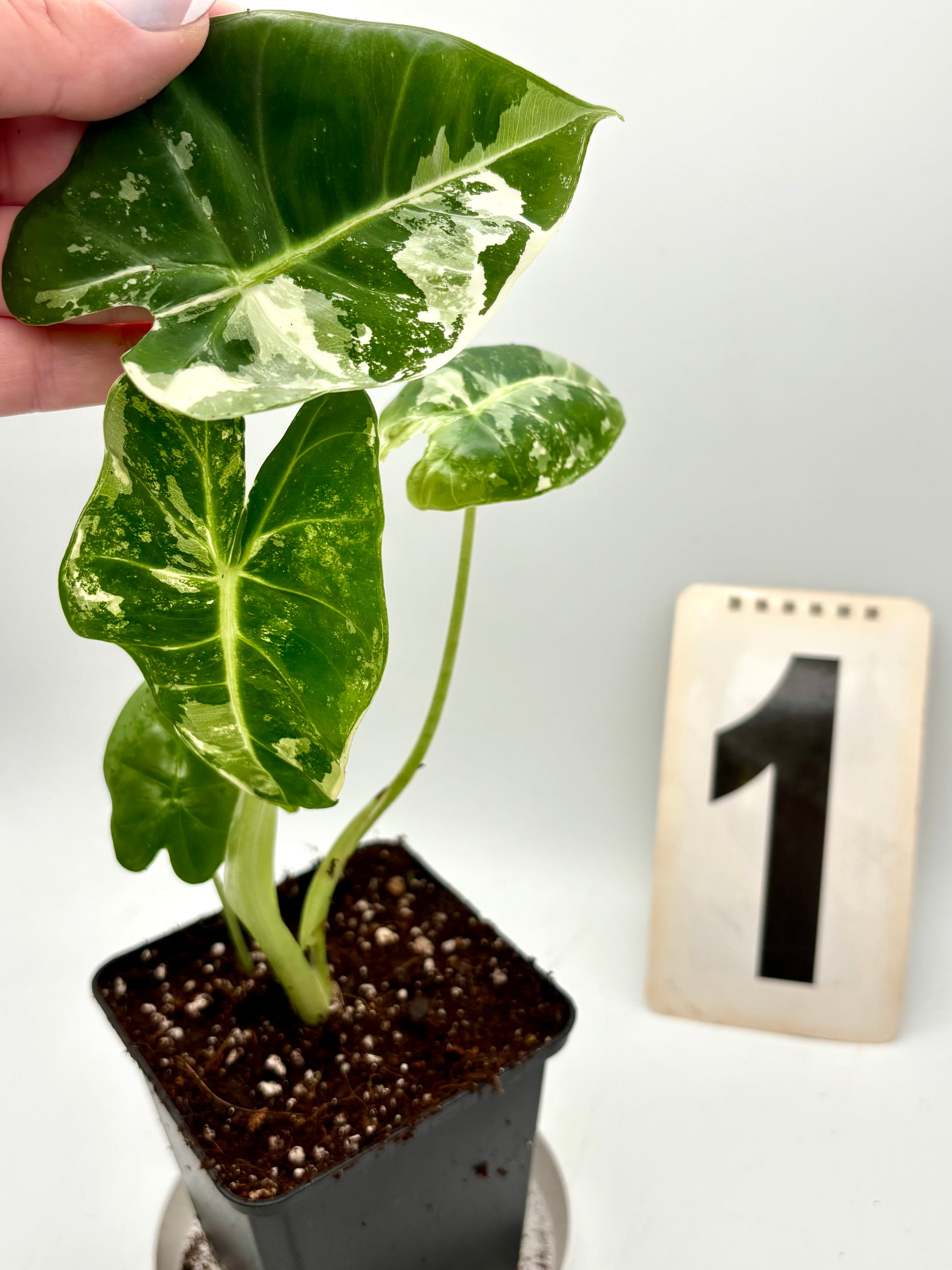 Alocasia Frydek Variegata von Exotic-Flowers mit grün-weißen, variegierten Blättern auf einer Topfpflanze.