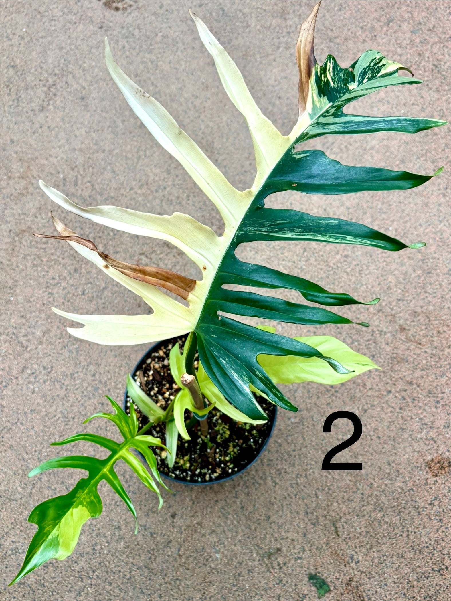 Philodendron Tortum Variegata x Florida Beauty