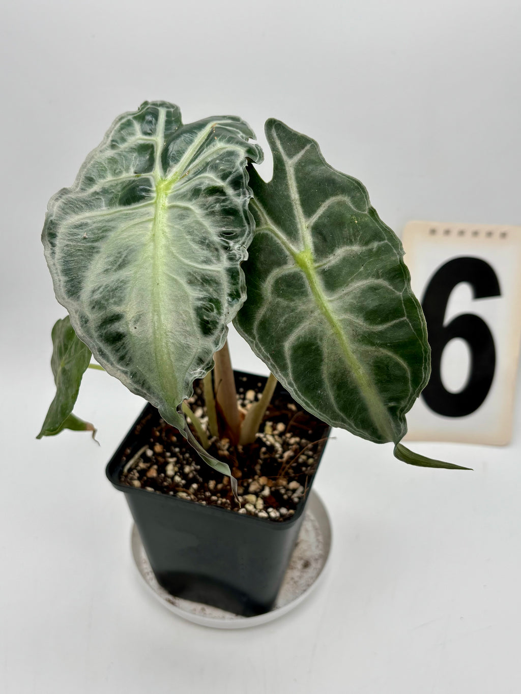 Alocasia Venom